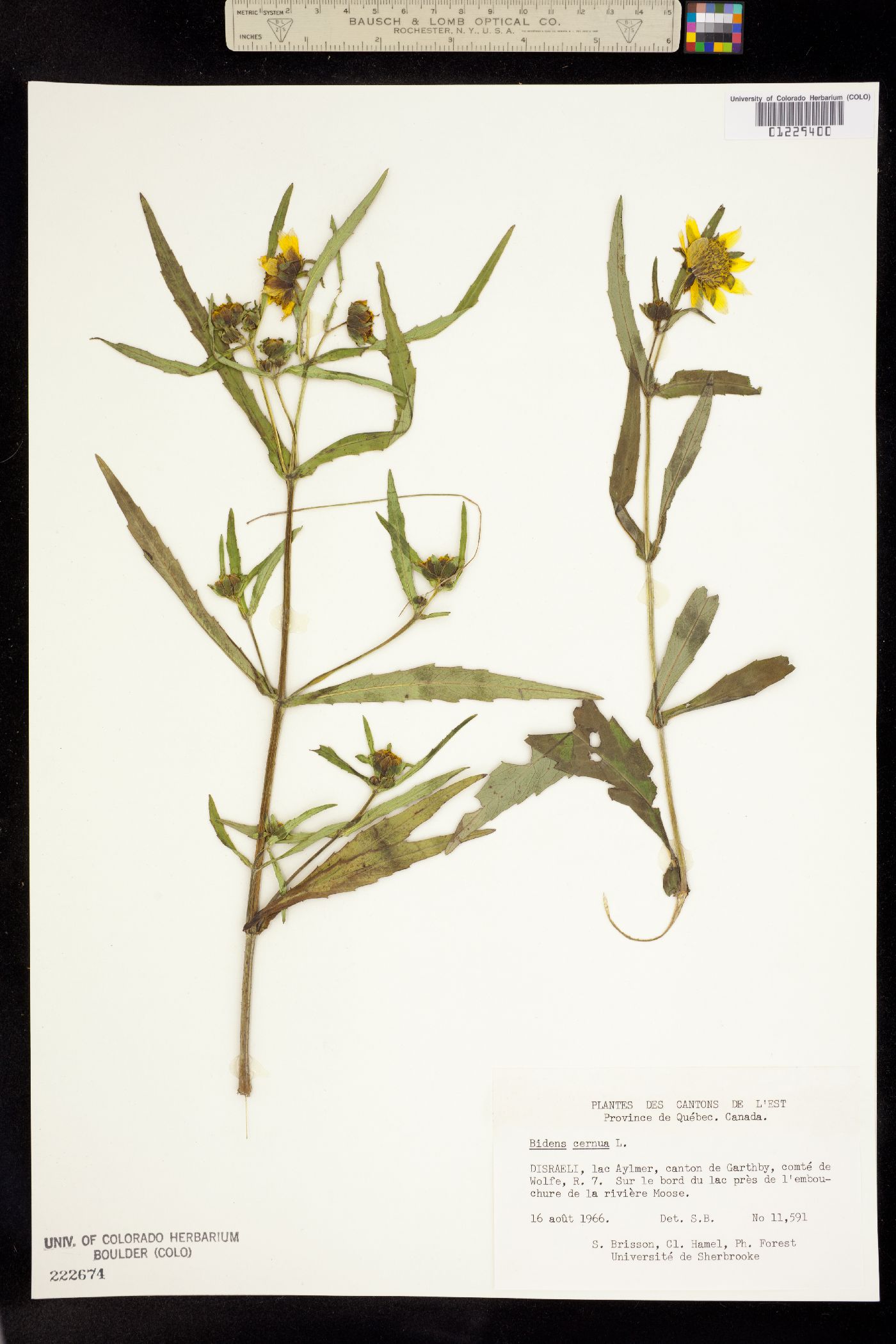 Bidens cernua image