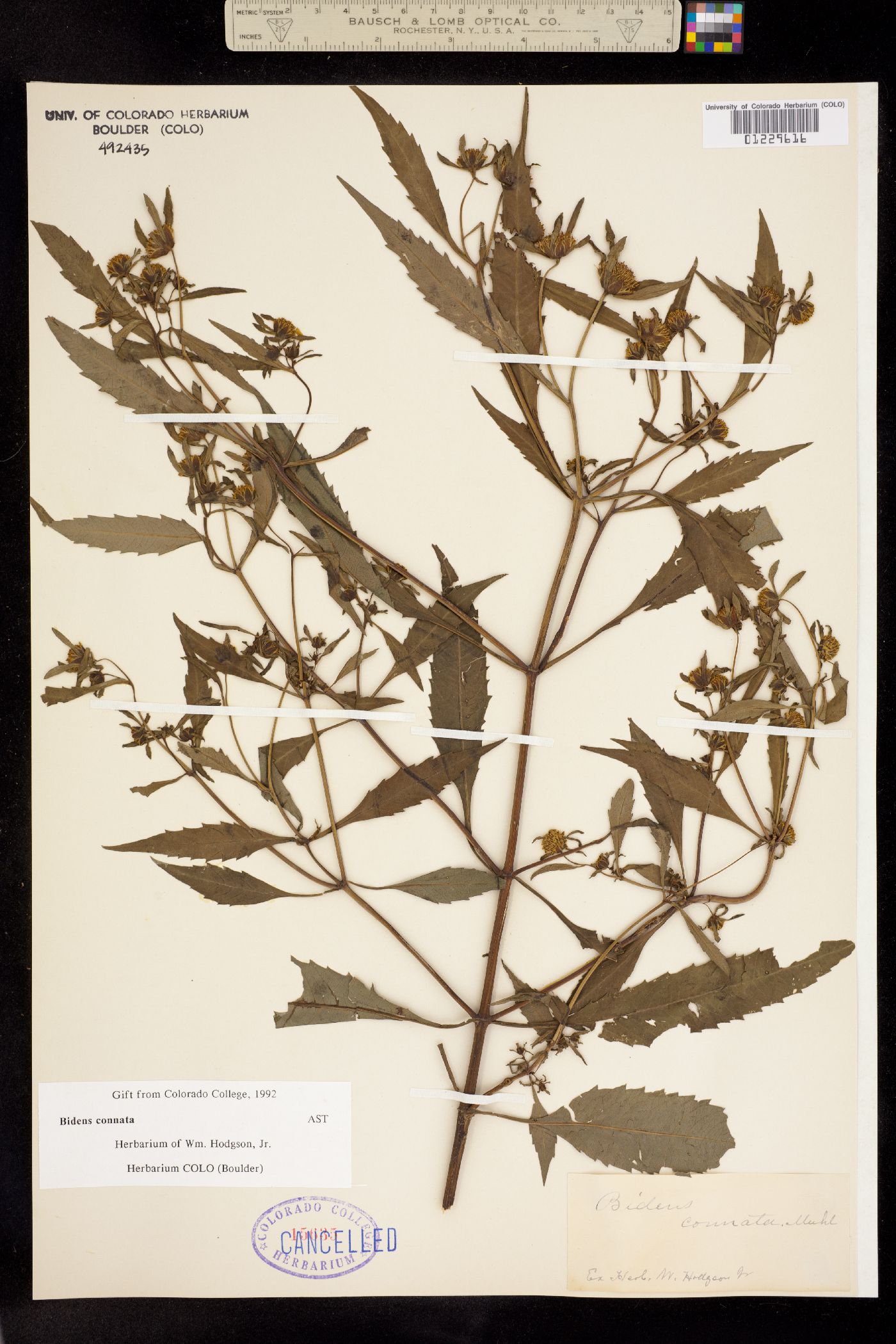 Bidens connata image