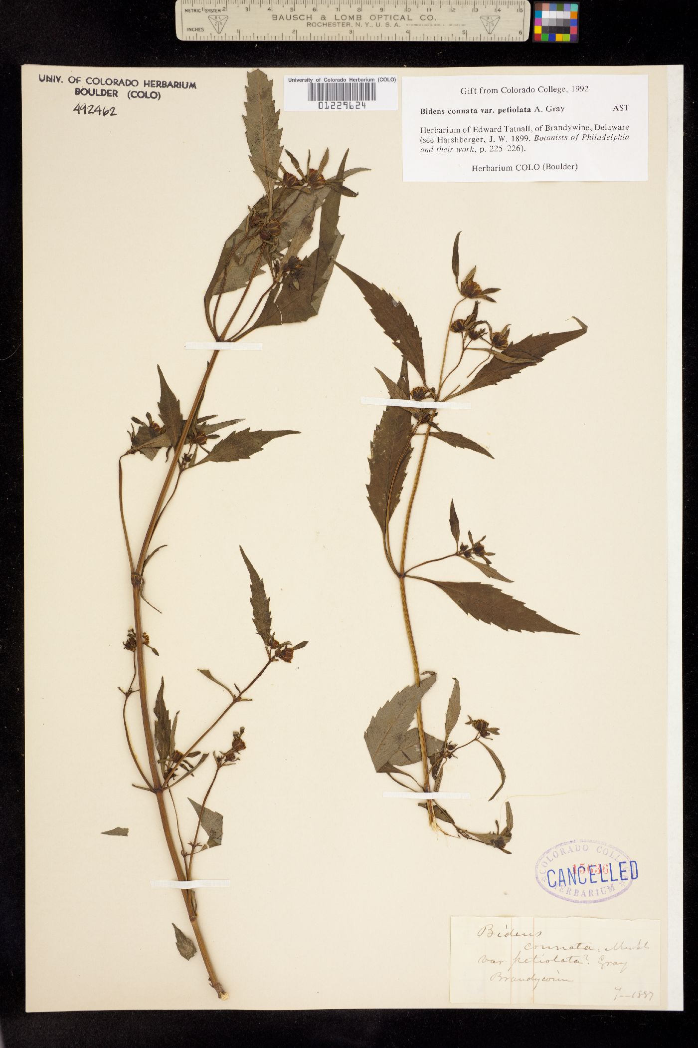 Bidens connata image