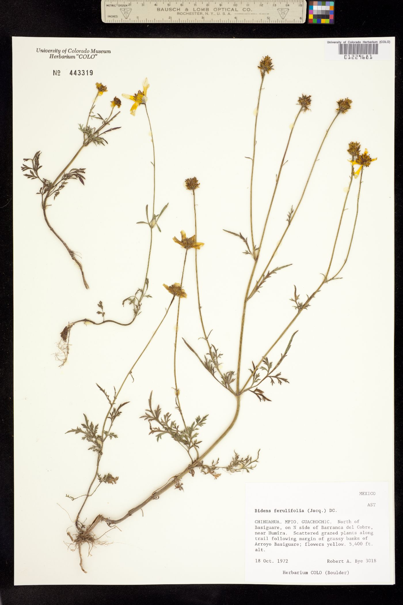 Bidens aurea image