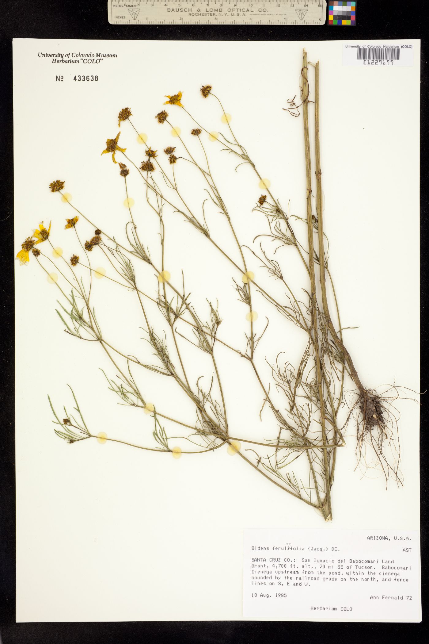 Bidens aurea image