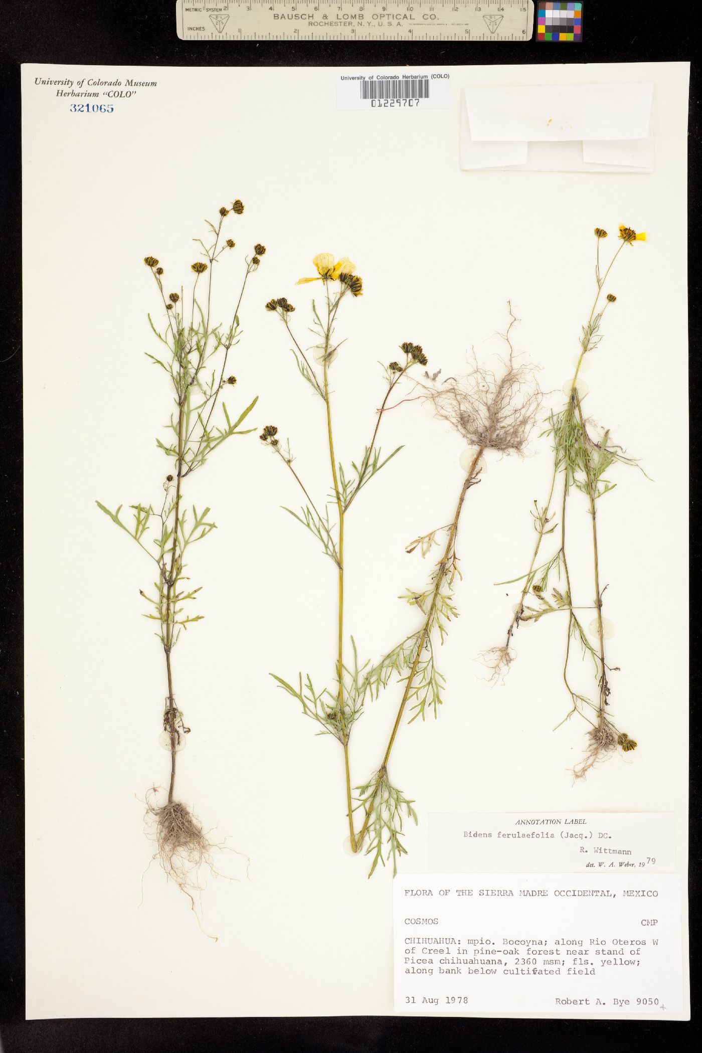 Bidens aurea image