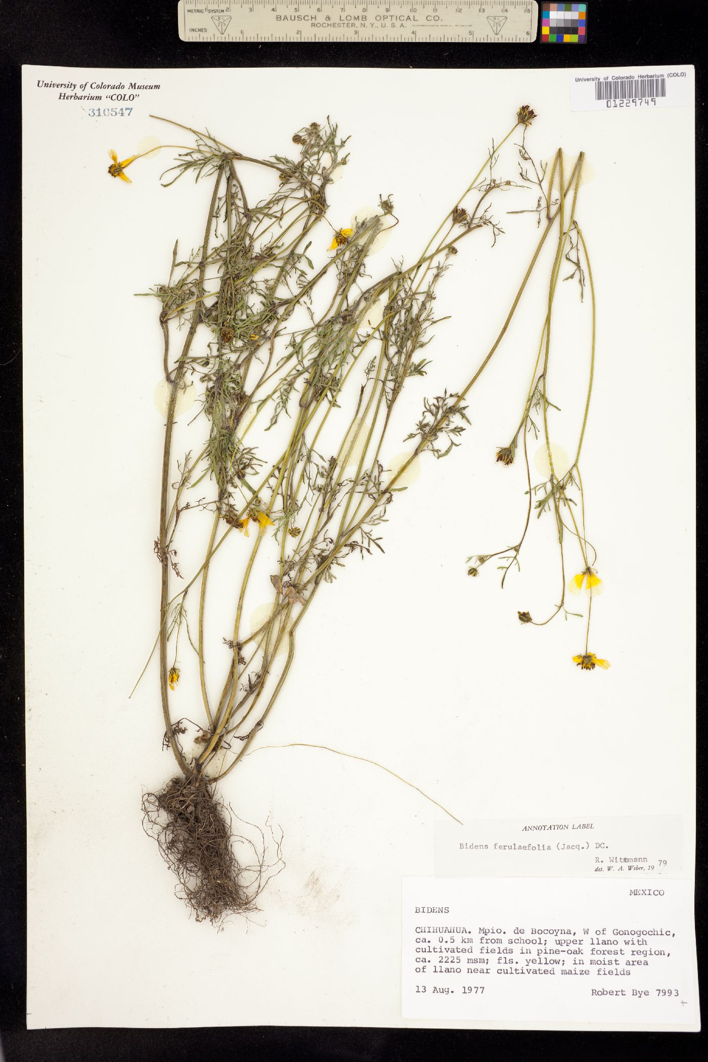 Bidens aurea image