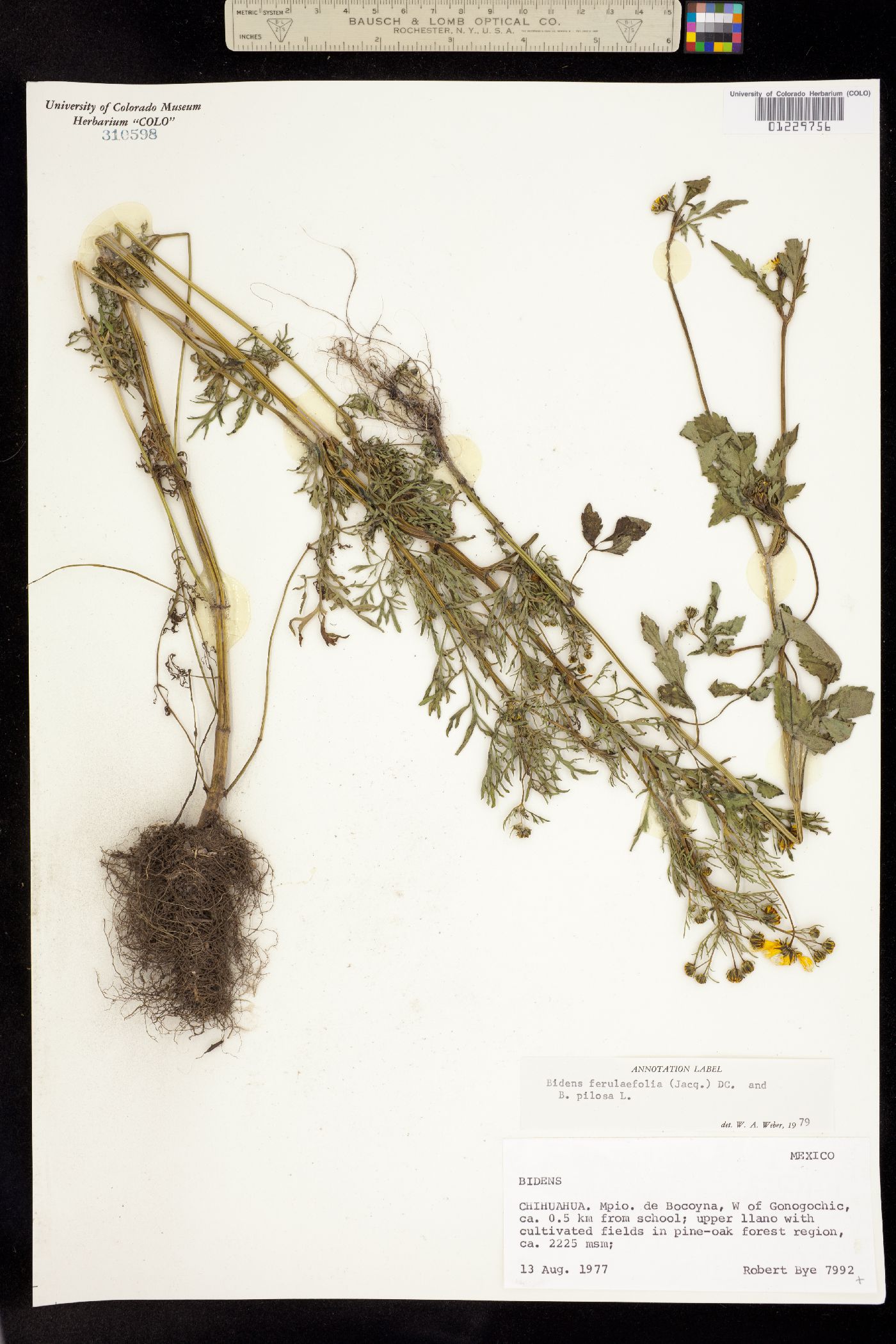 Bidens aurea image