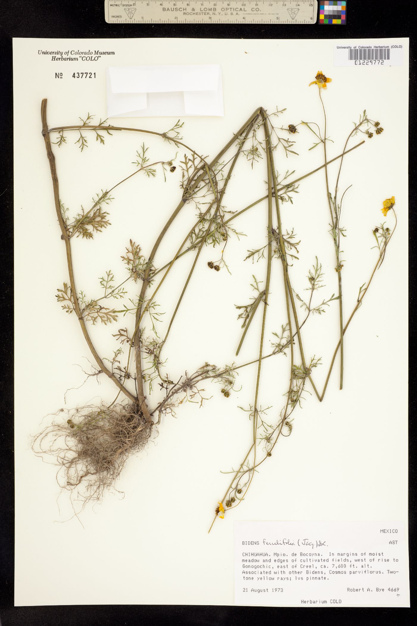 Bidens aurea image