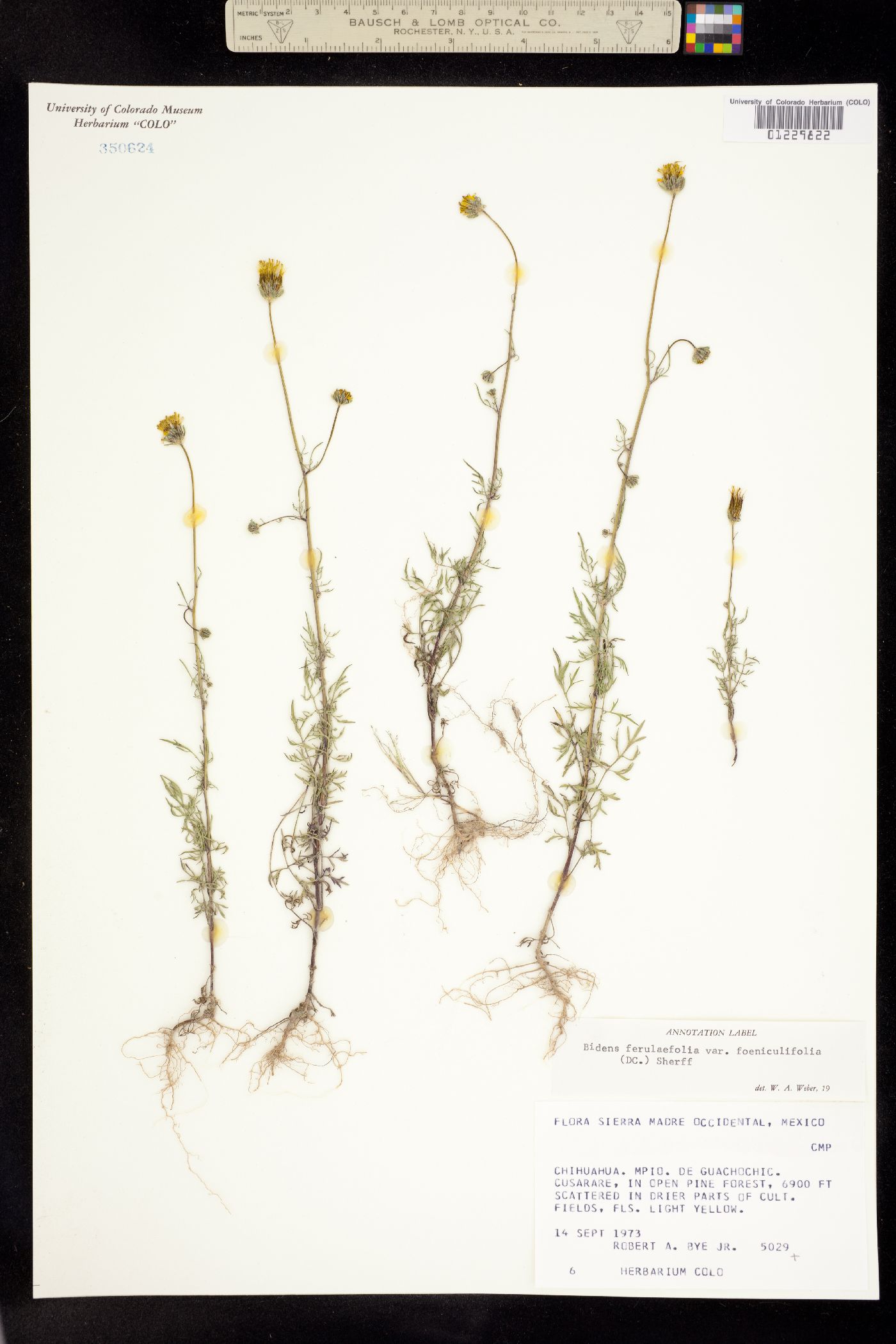 Bidens aurea image