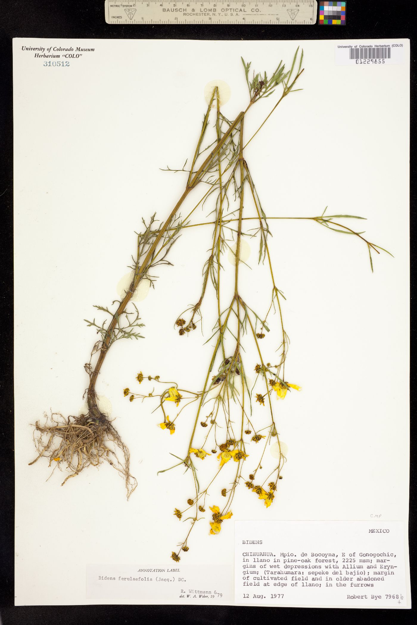 Bidens aurea image