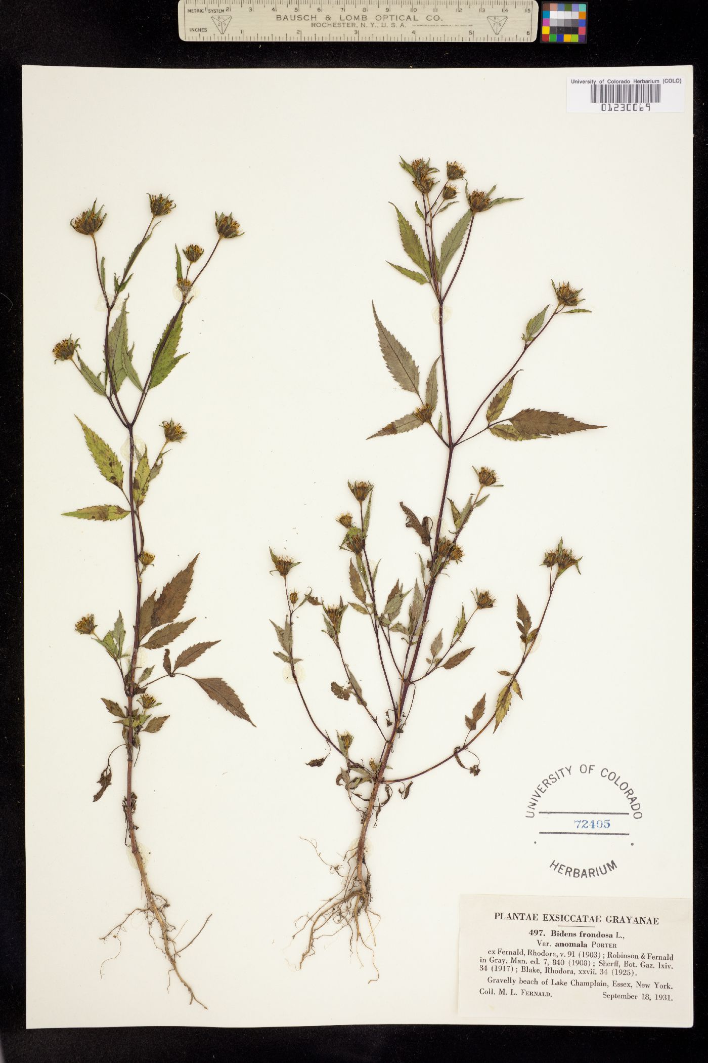 Bidens frondosa image