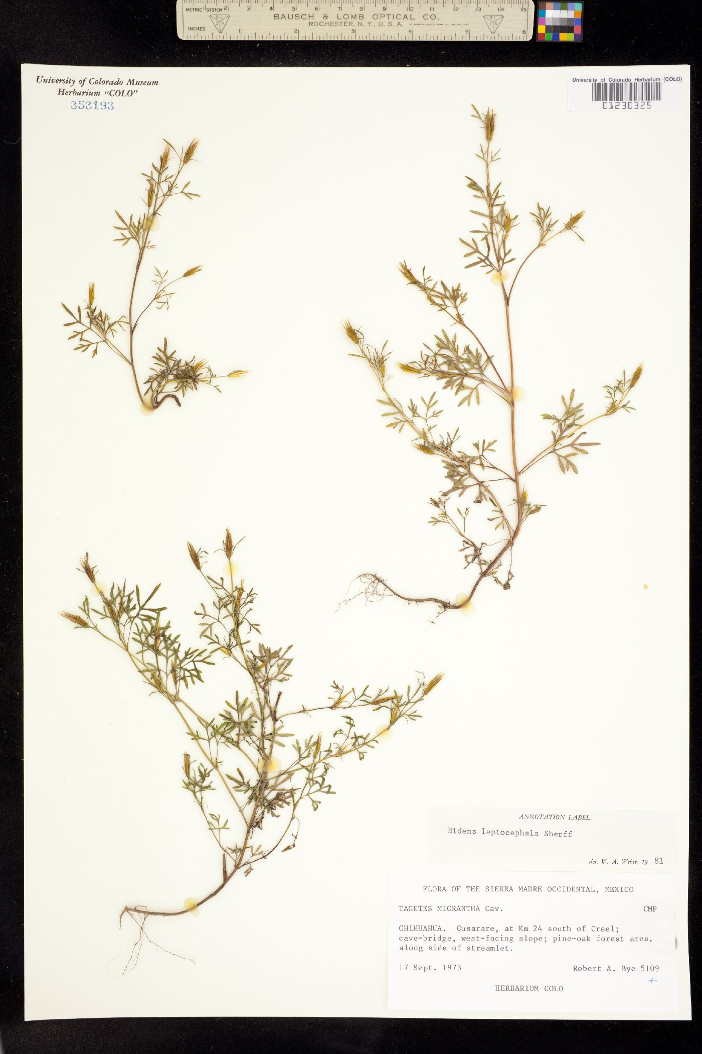 Bidens leptocephala image