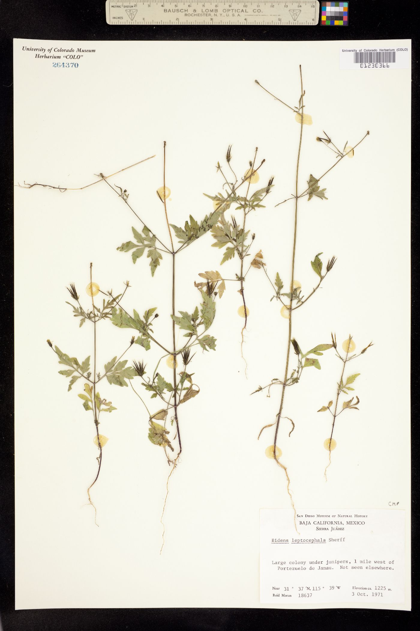 Bidens leptocephala image