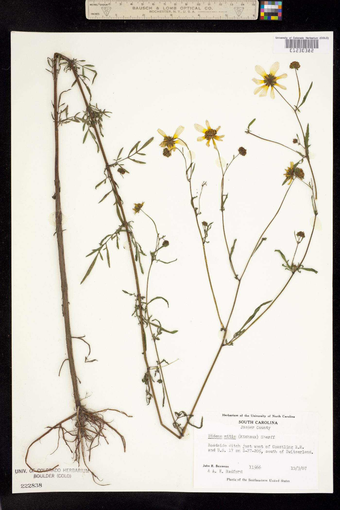 Bidens mitis image