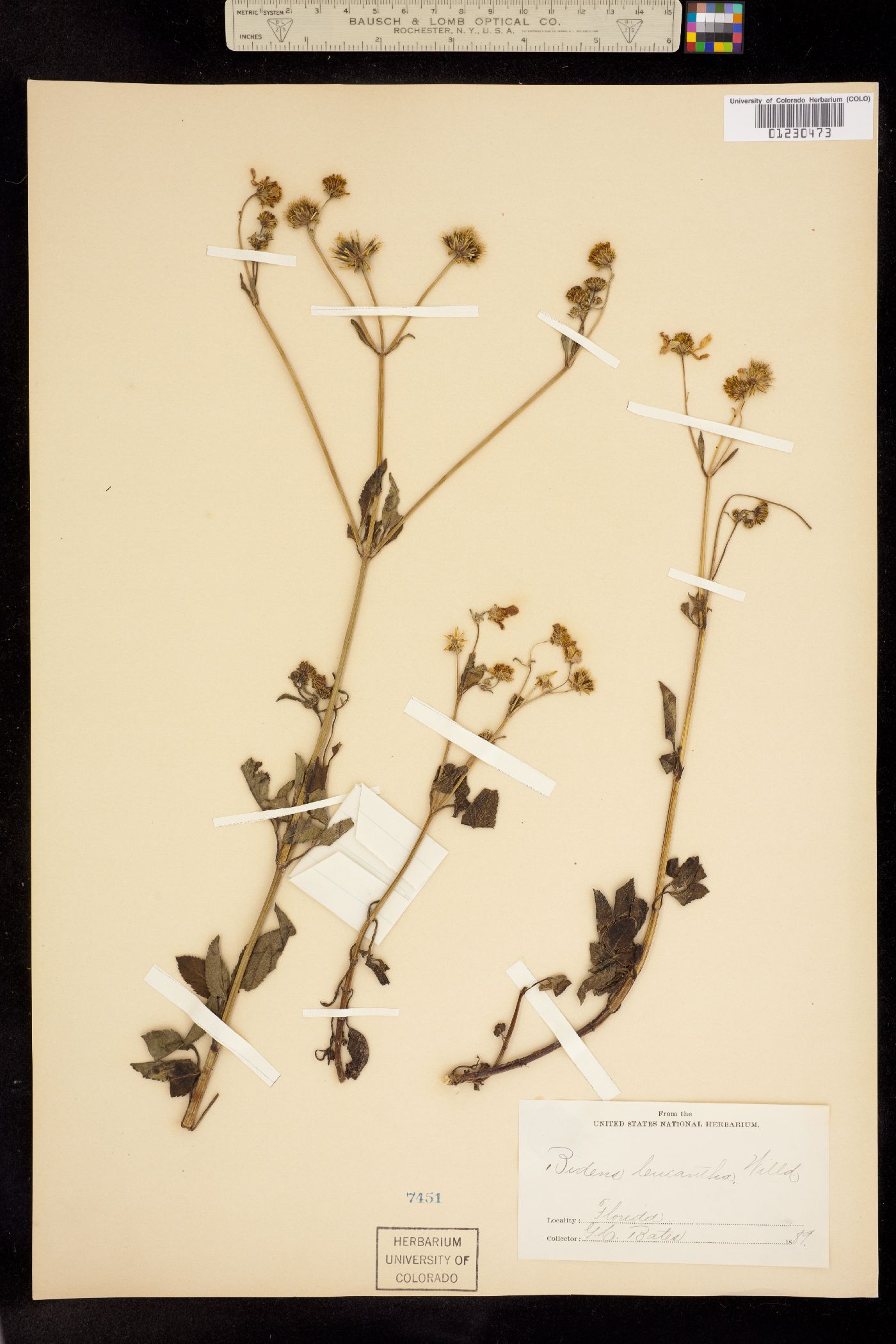 Bidens pilosa image