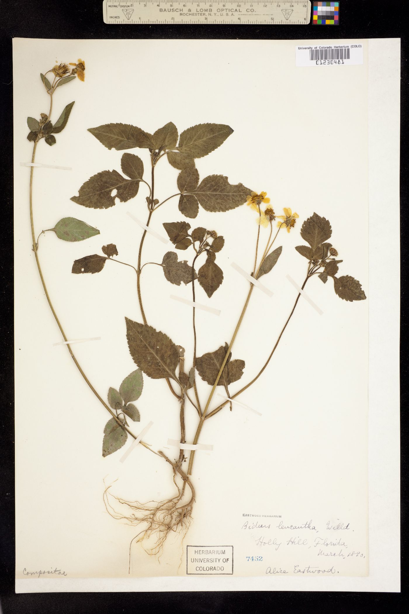 Bidens pilosa image