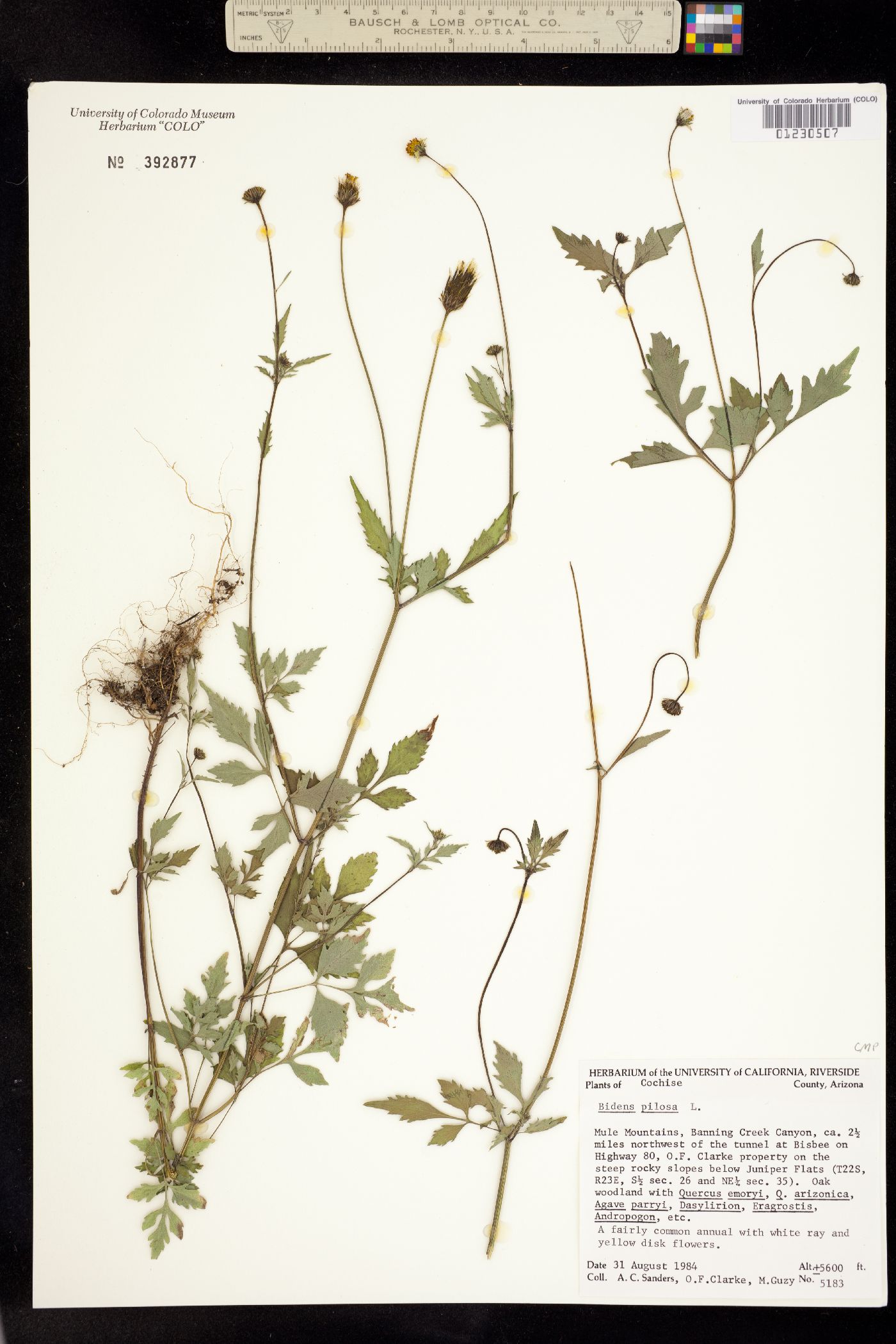 Bidens pilosa image