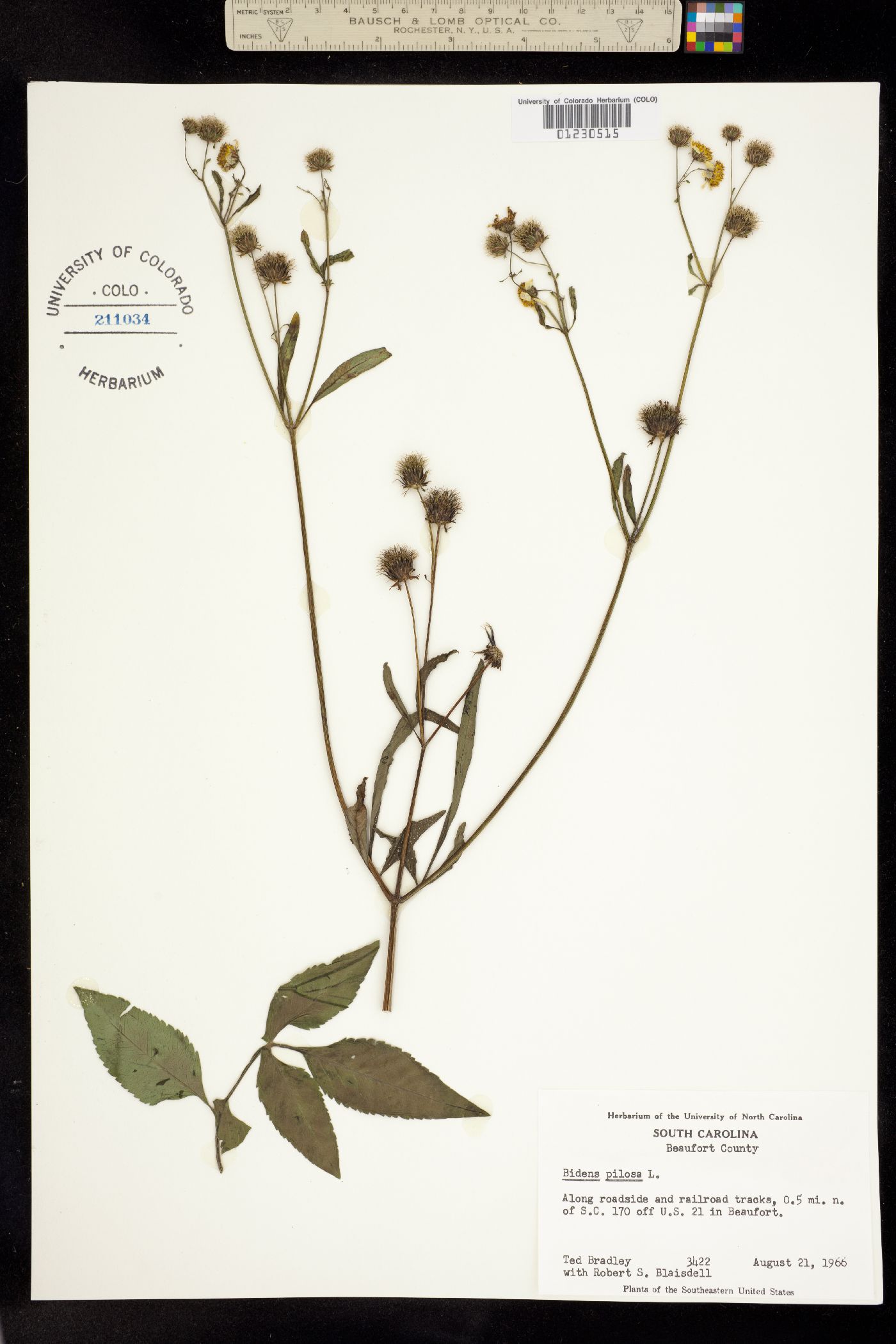 Bidens pilosa image