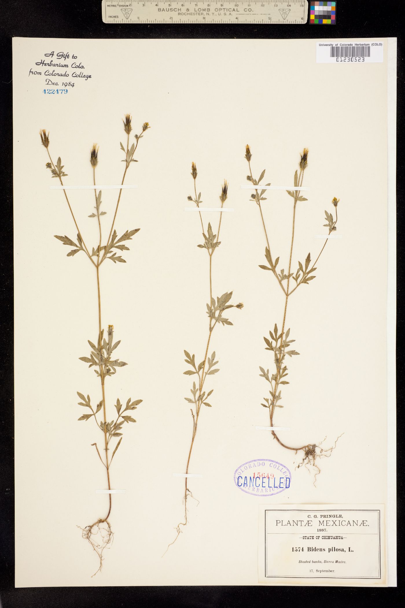 Bidens pilosa image