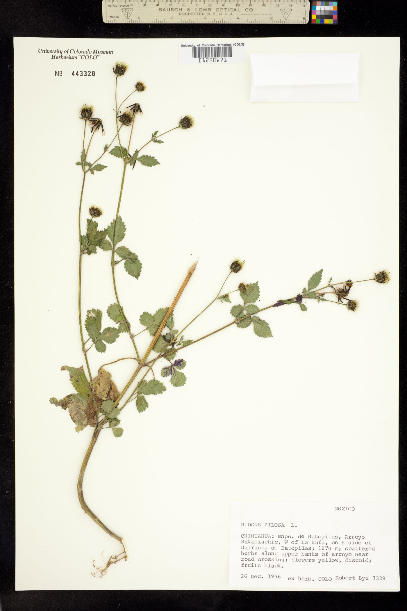 Bidens pilosa image