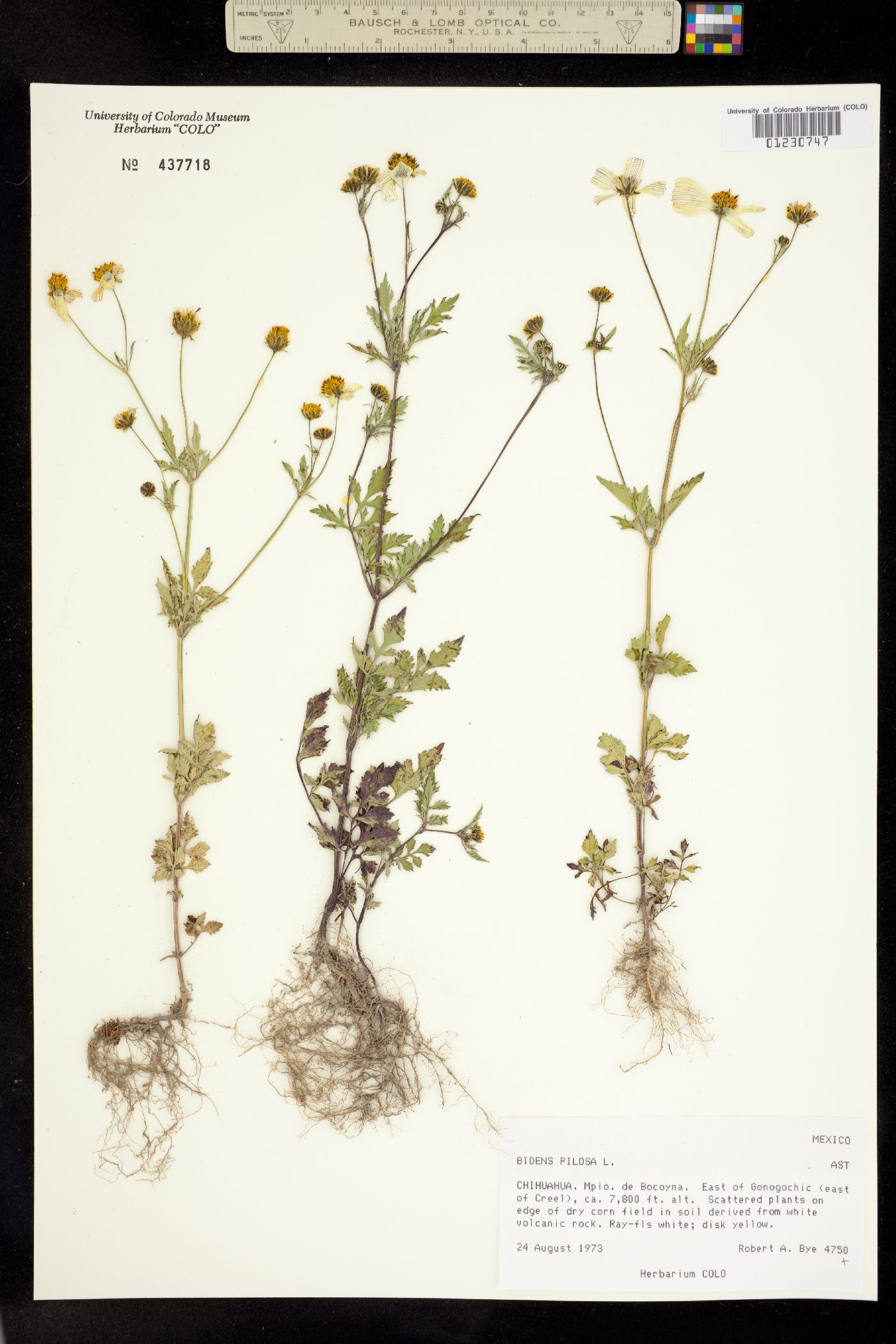 Bidens pilosa image