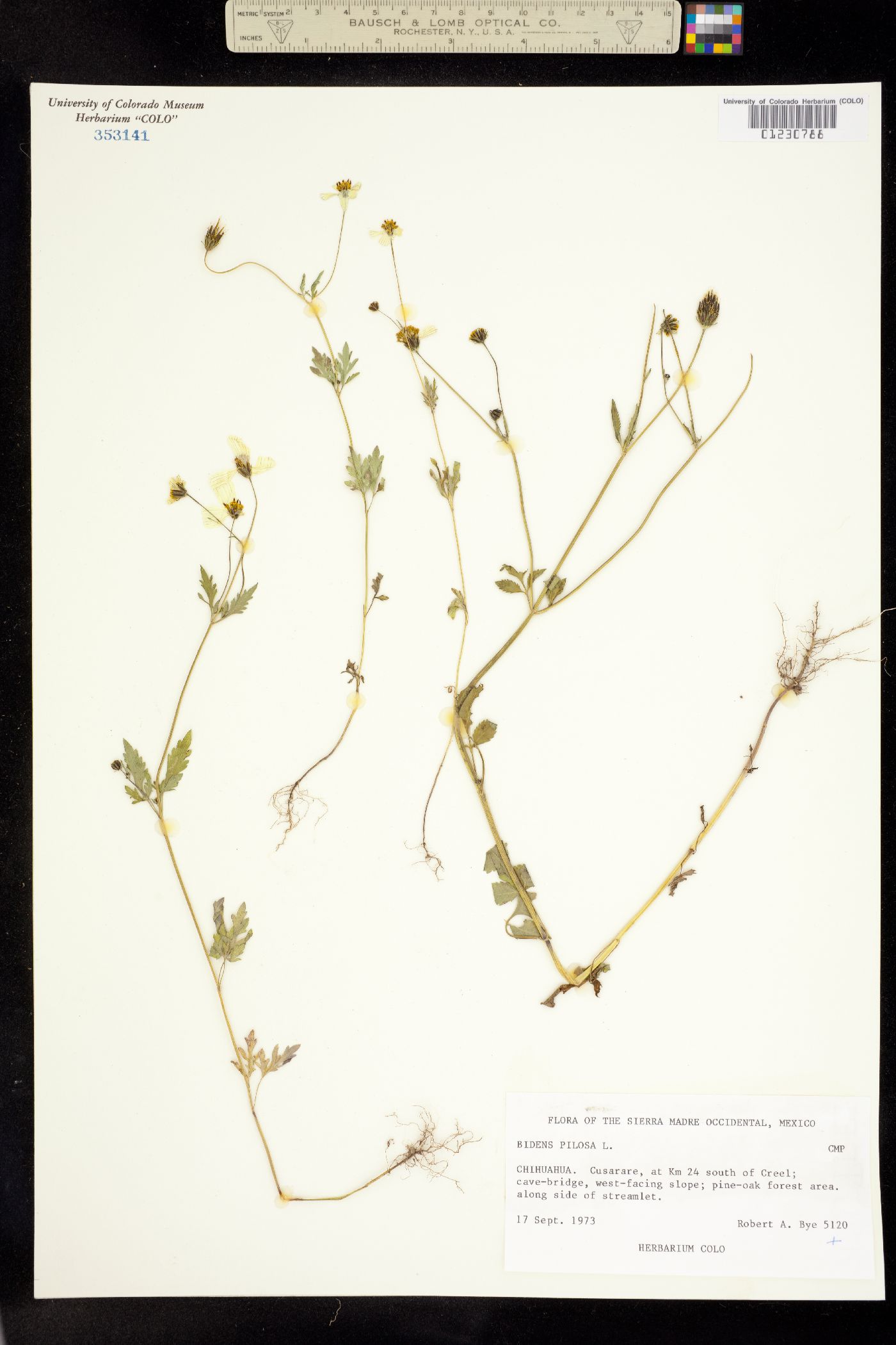 Bidens pilosa image