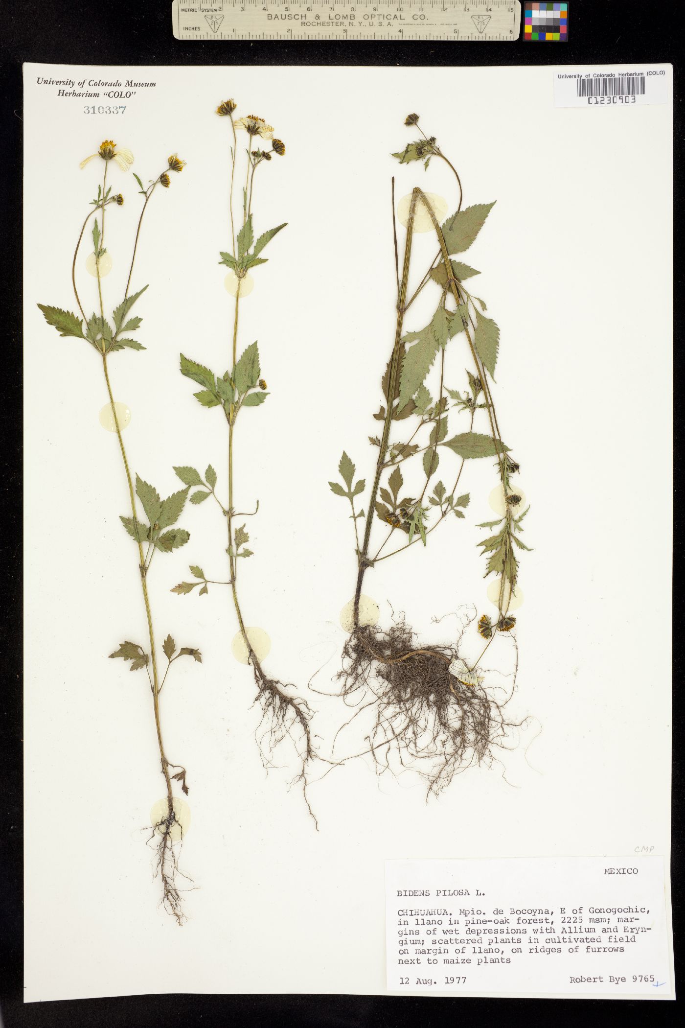 Bidens pilosa image