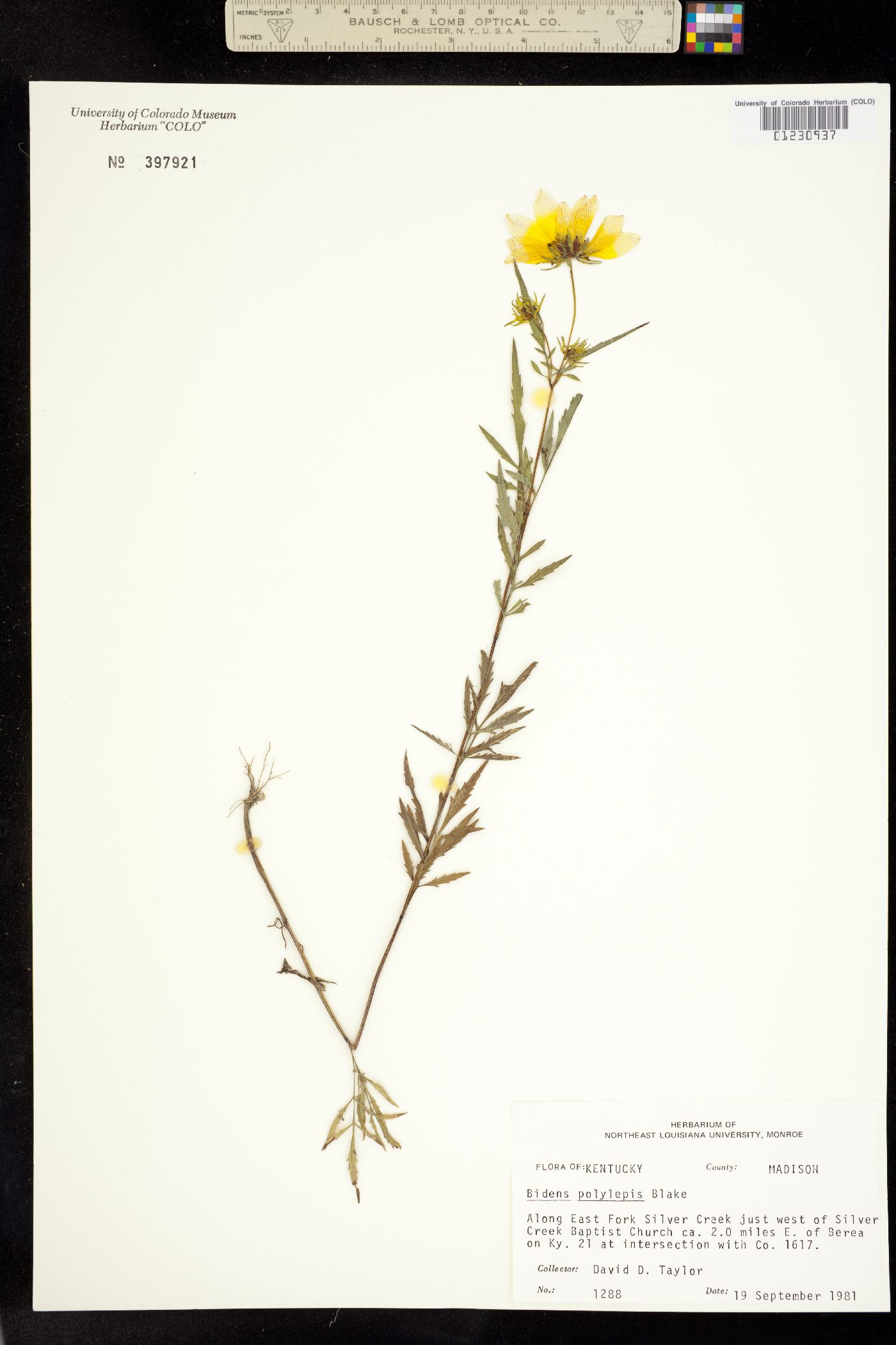 Bidens polylepis image