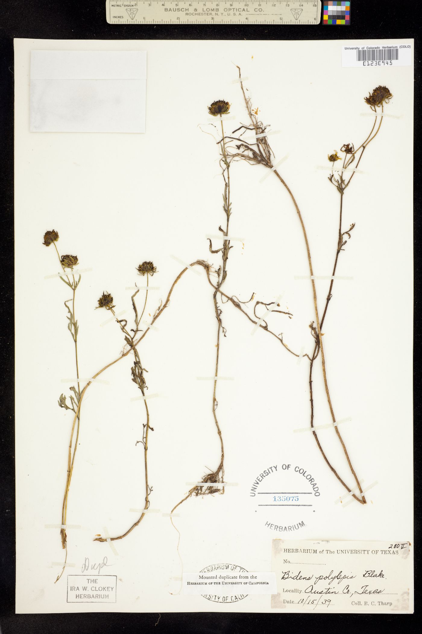 Bidens polylepis image