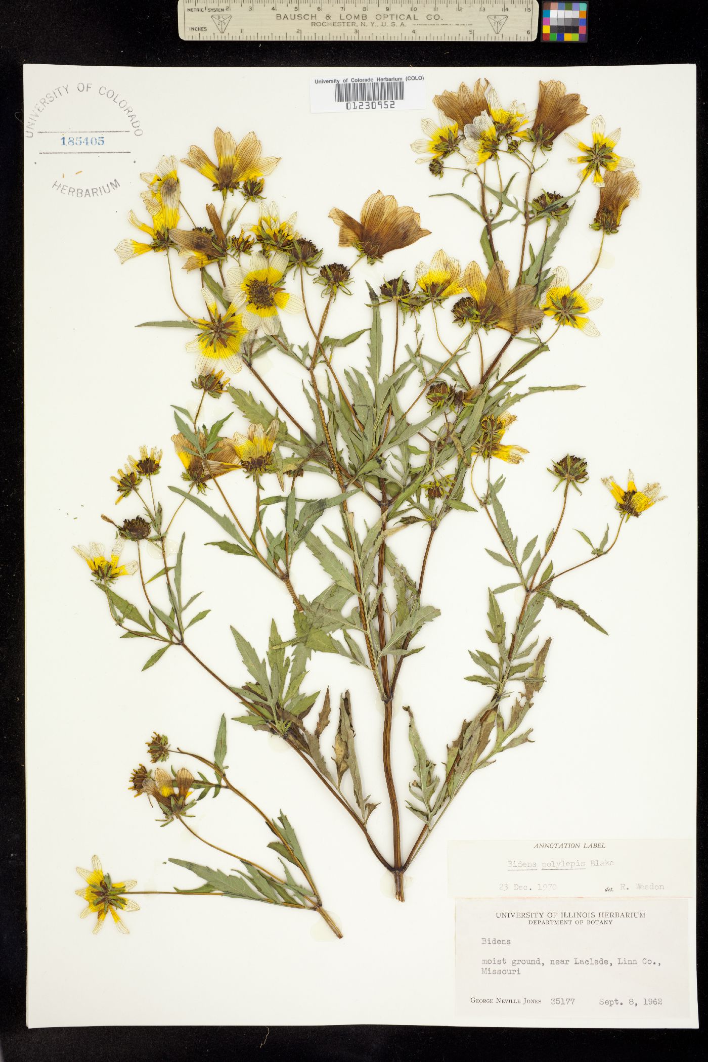 Bidens polylepis image