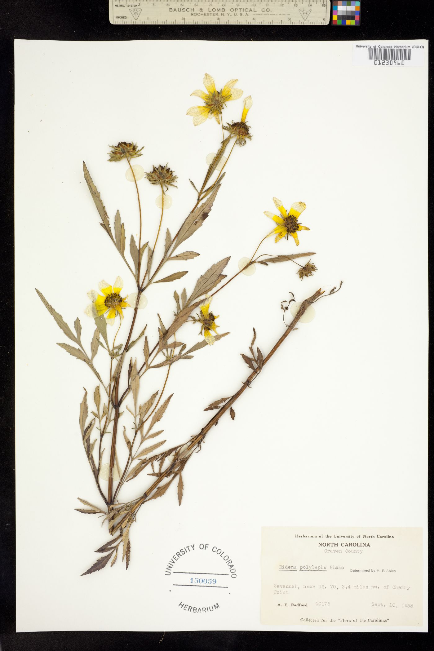 Bidens polylepis image