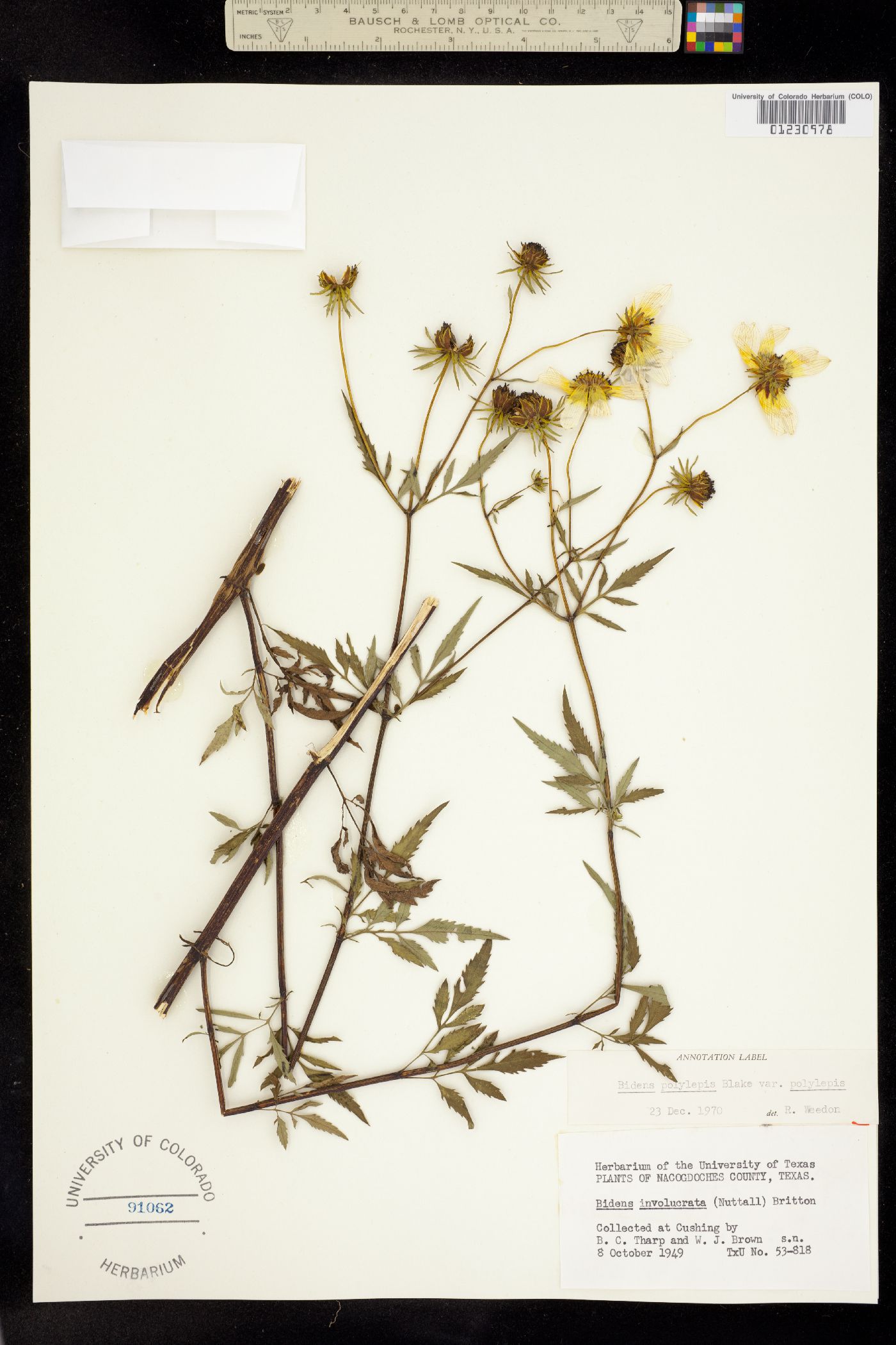 Bidens polylepis image