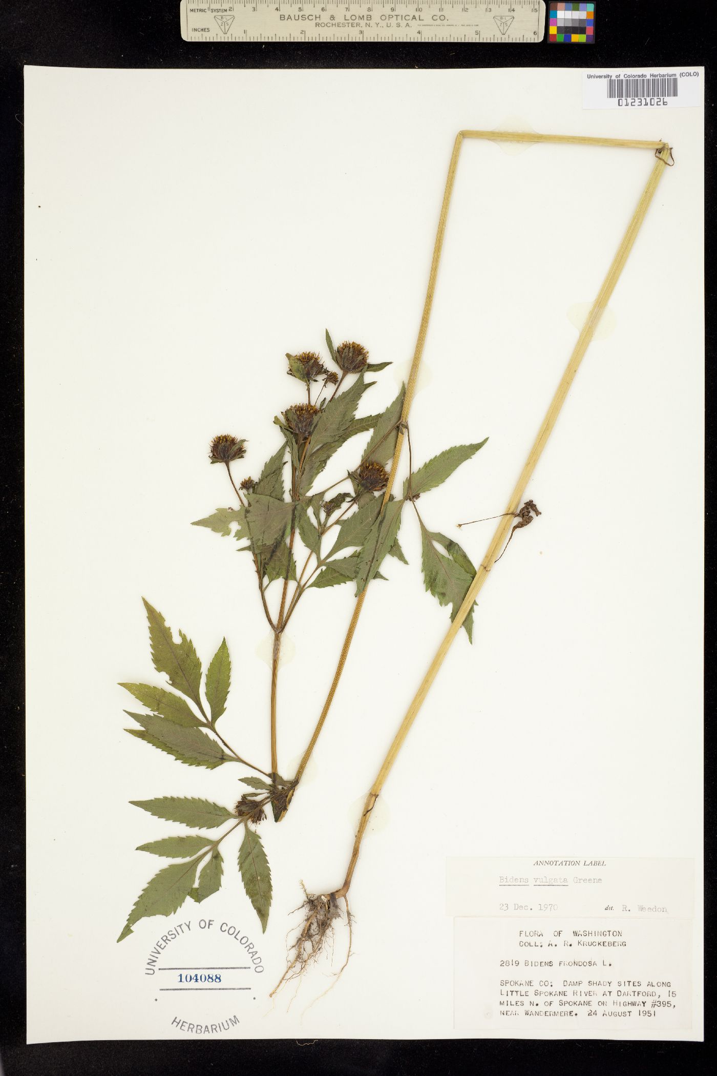 Bidens vulgata image