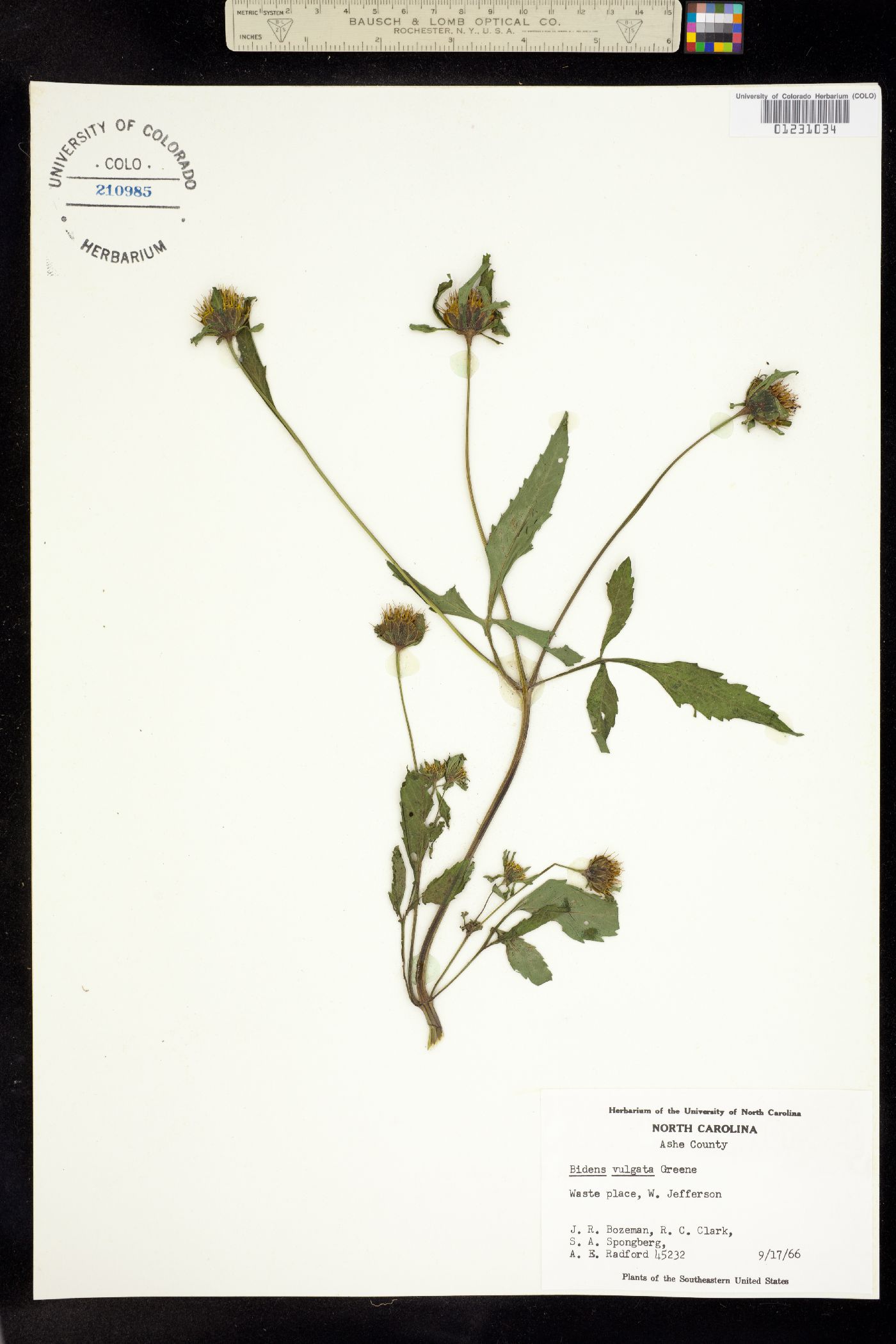 Bidens vulgata image