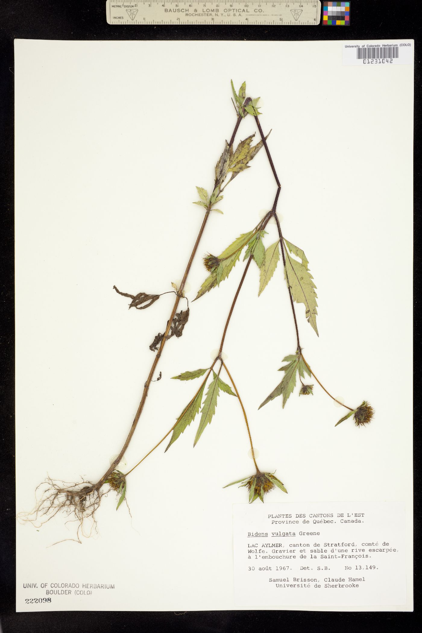 Bidens vulgata image