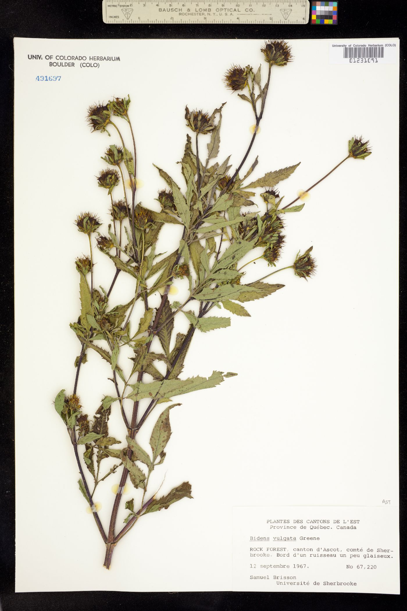 Bidens vulgata image