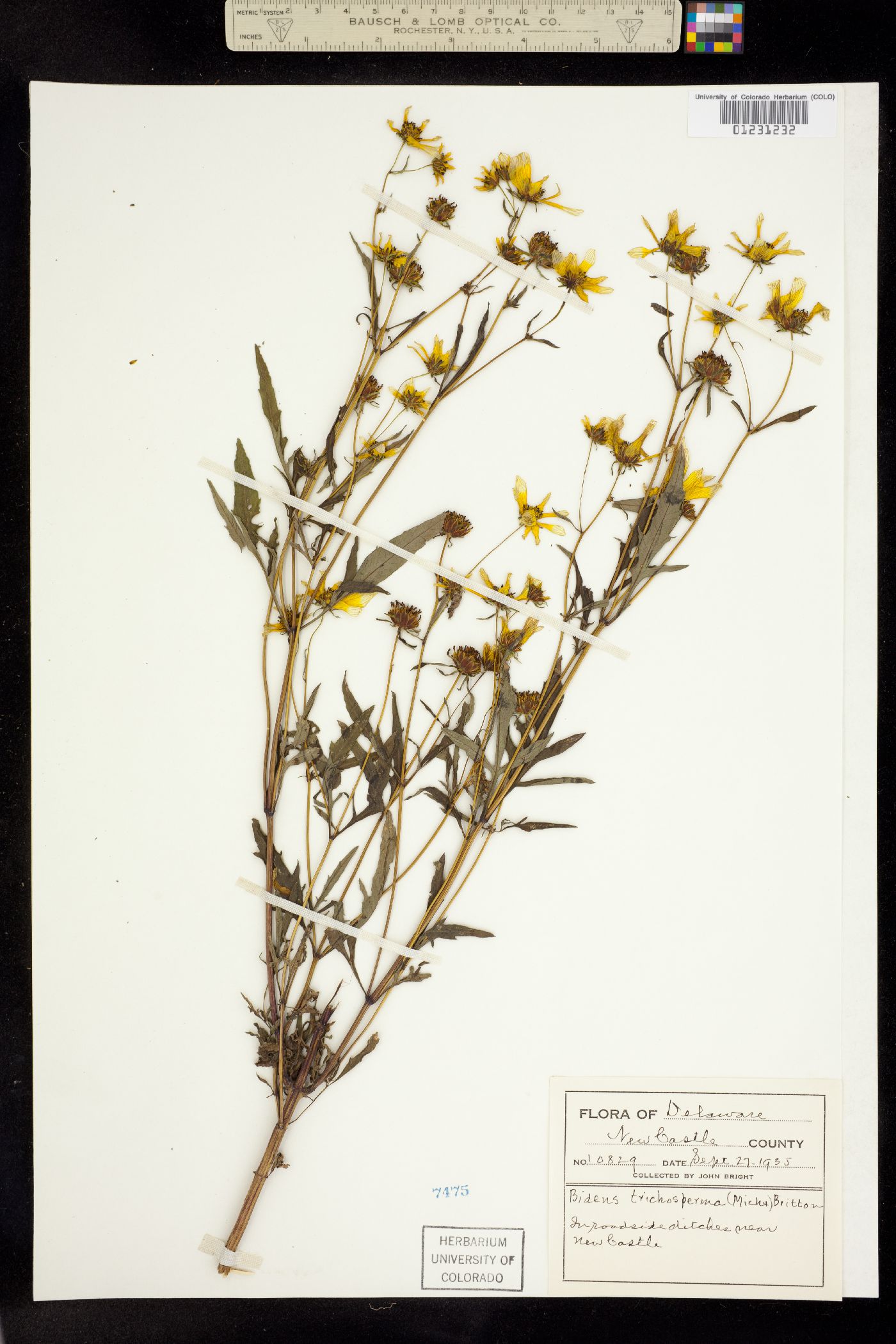 Bidens trichosperma image