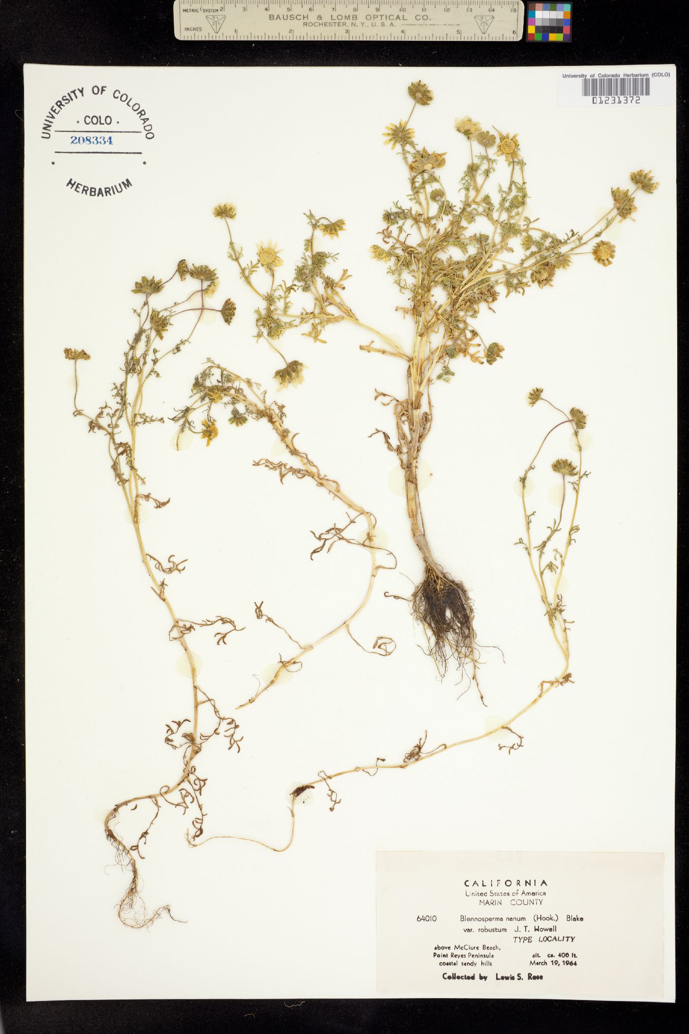 Blennosperma image