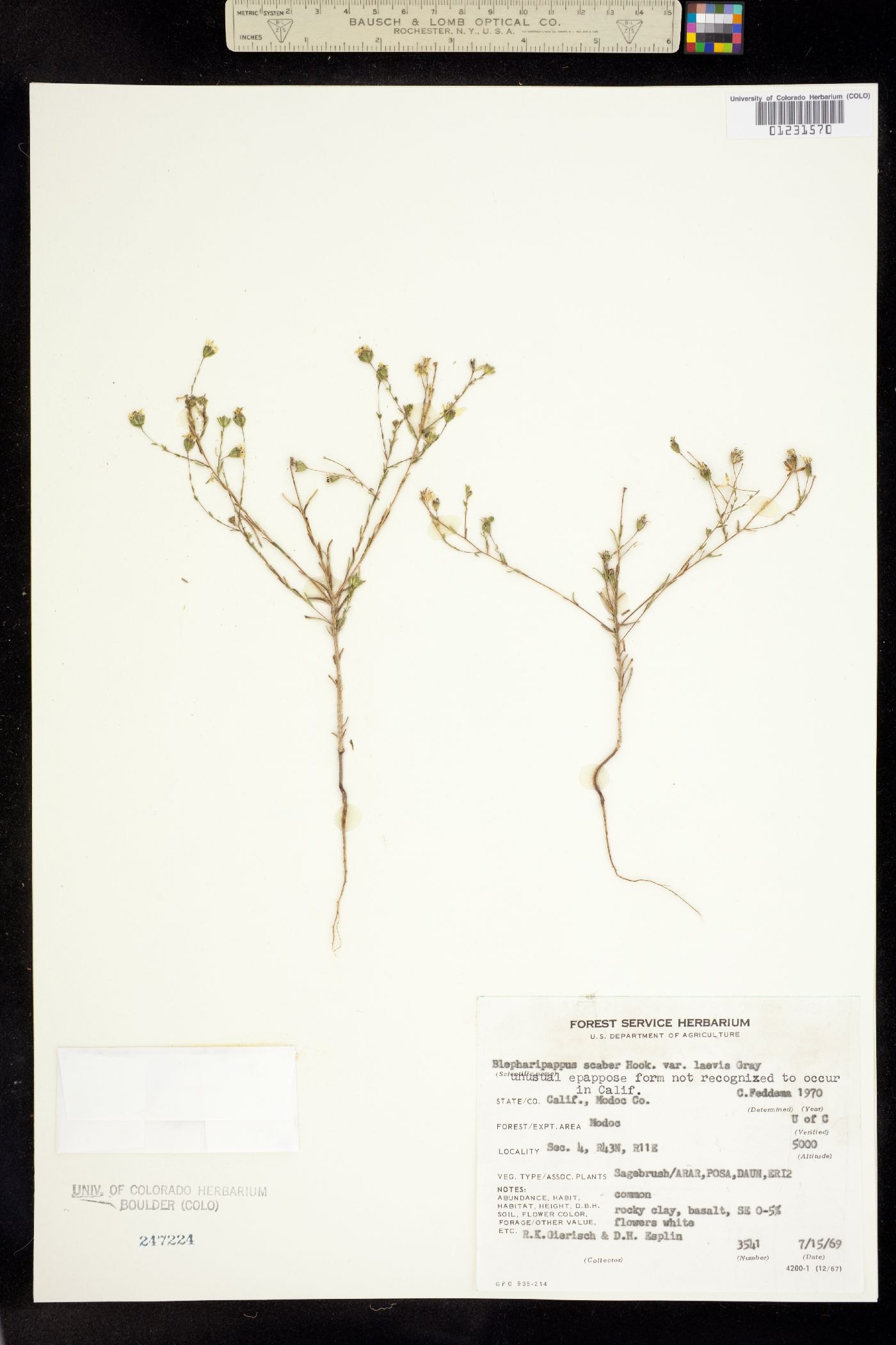 Blepharipappus scaber image