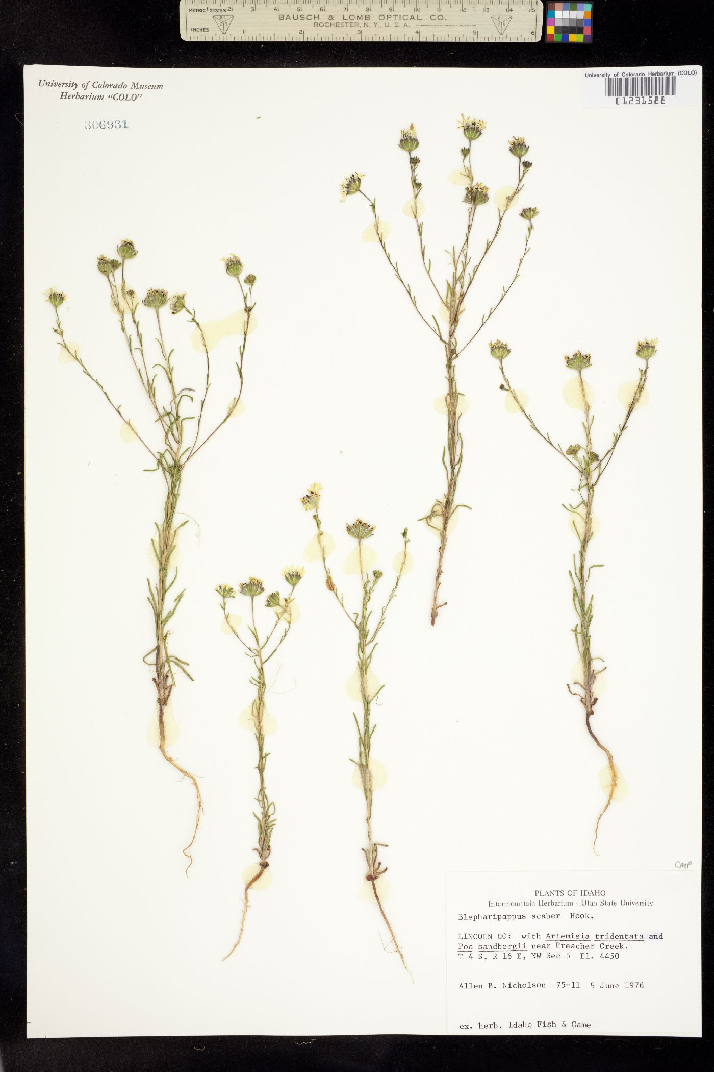 Blepharipappus image