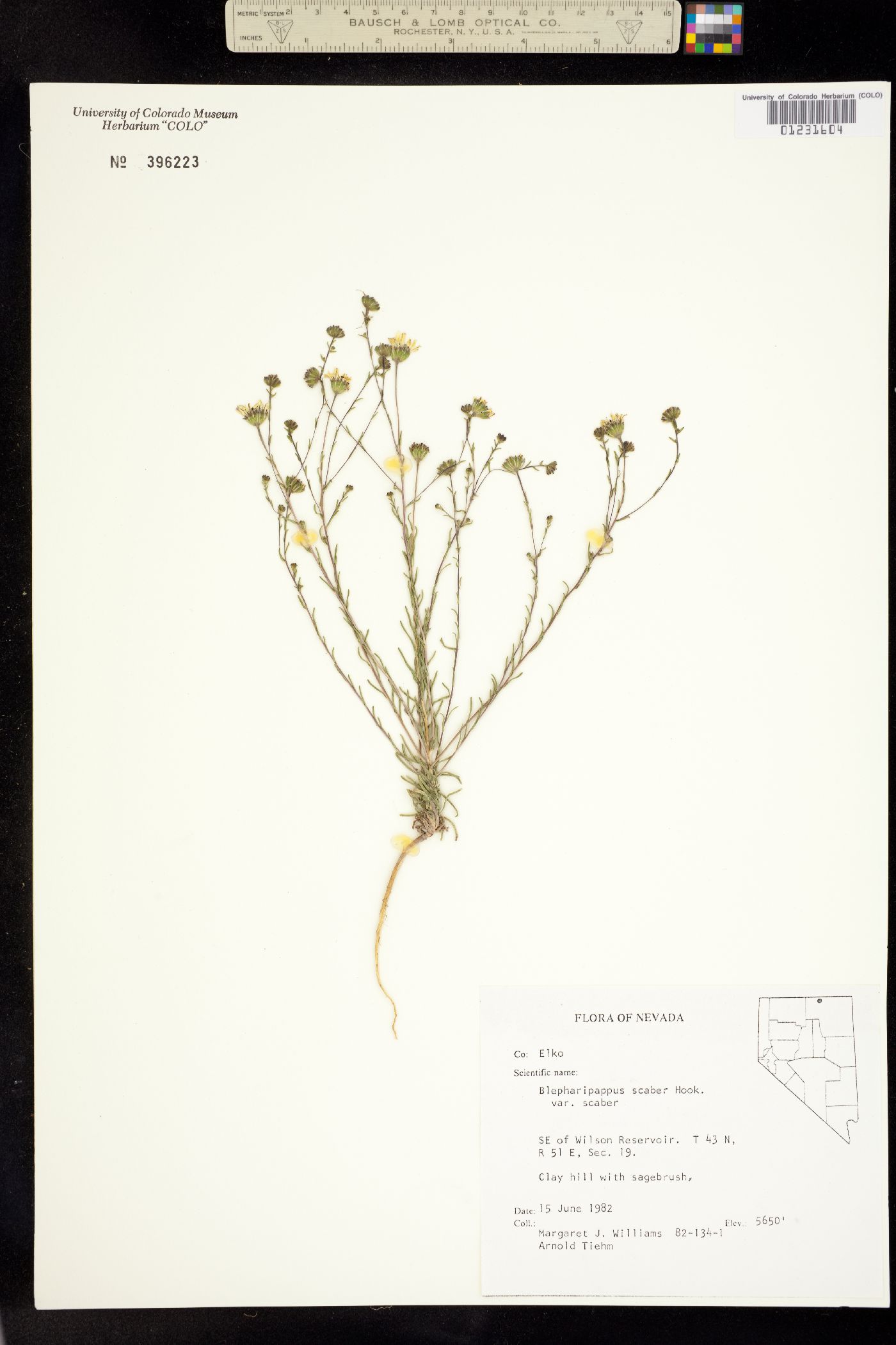 Blepharipappus scaber image