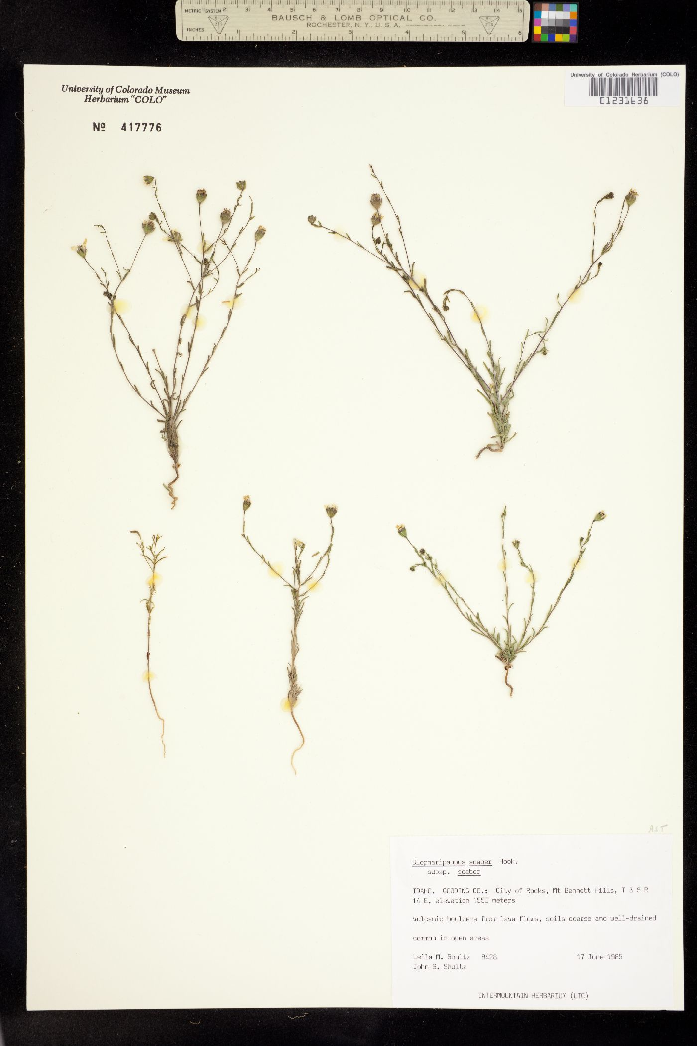 Blepharipappus scaber image