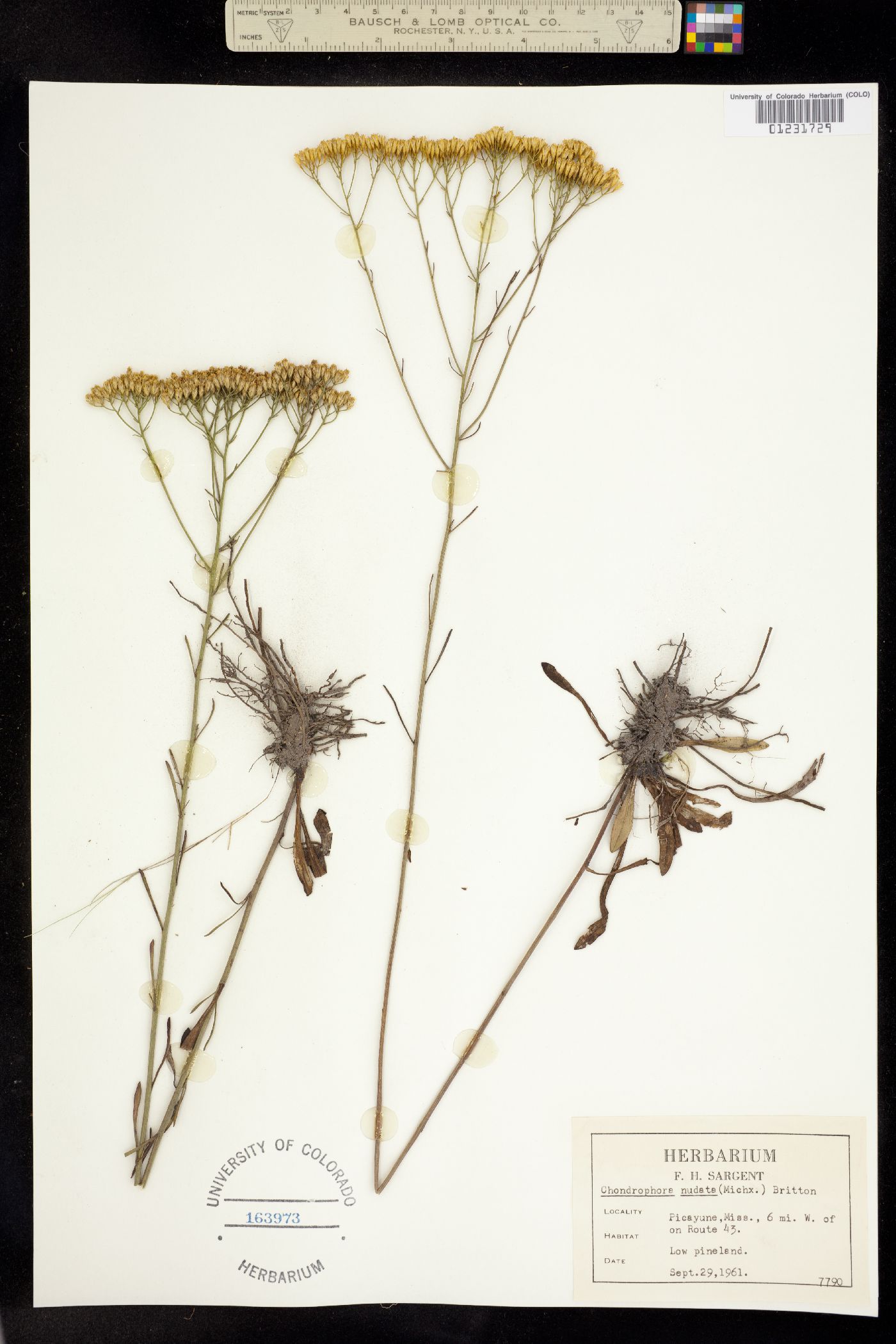 Bigelowia nudata image