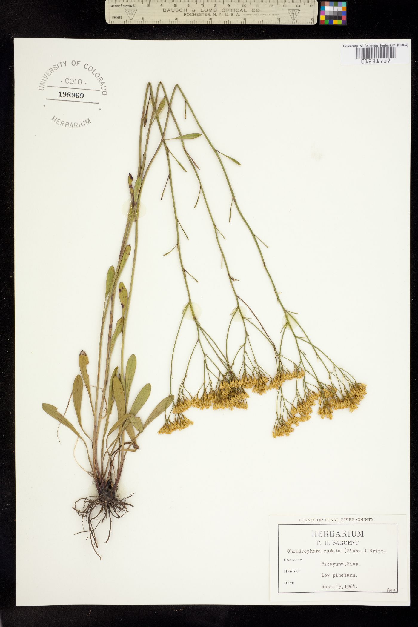 Bigelowia nudata image