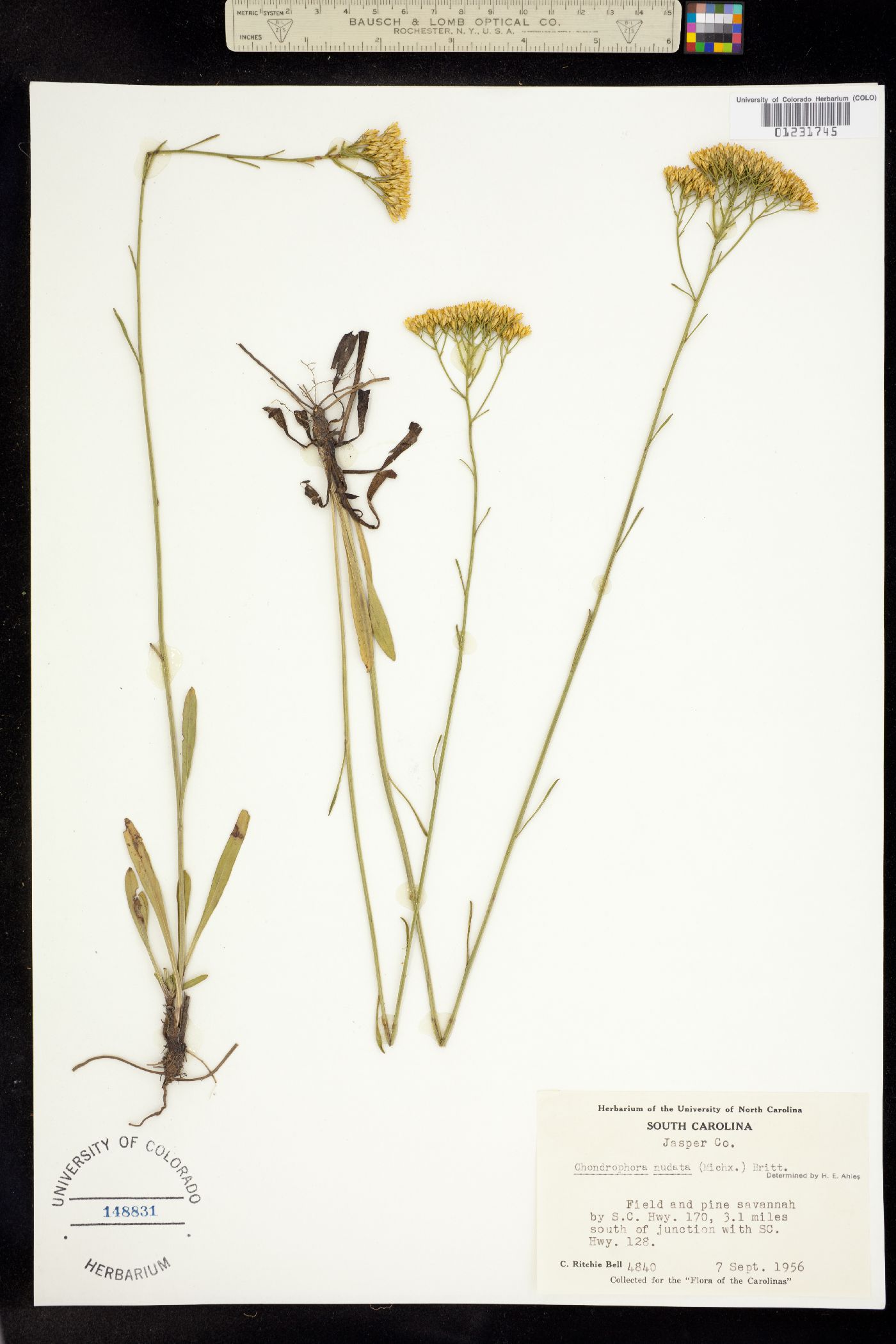 Bigelowia nudata image