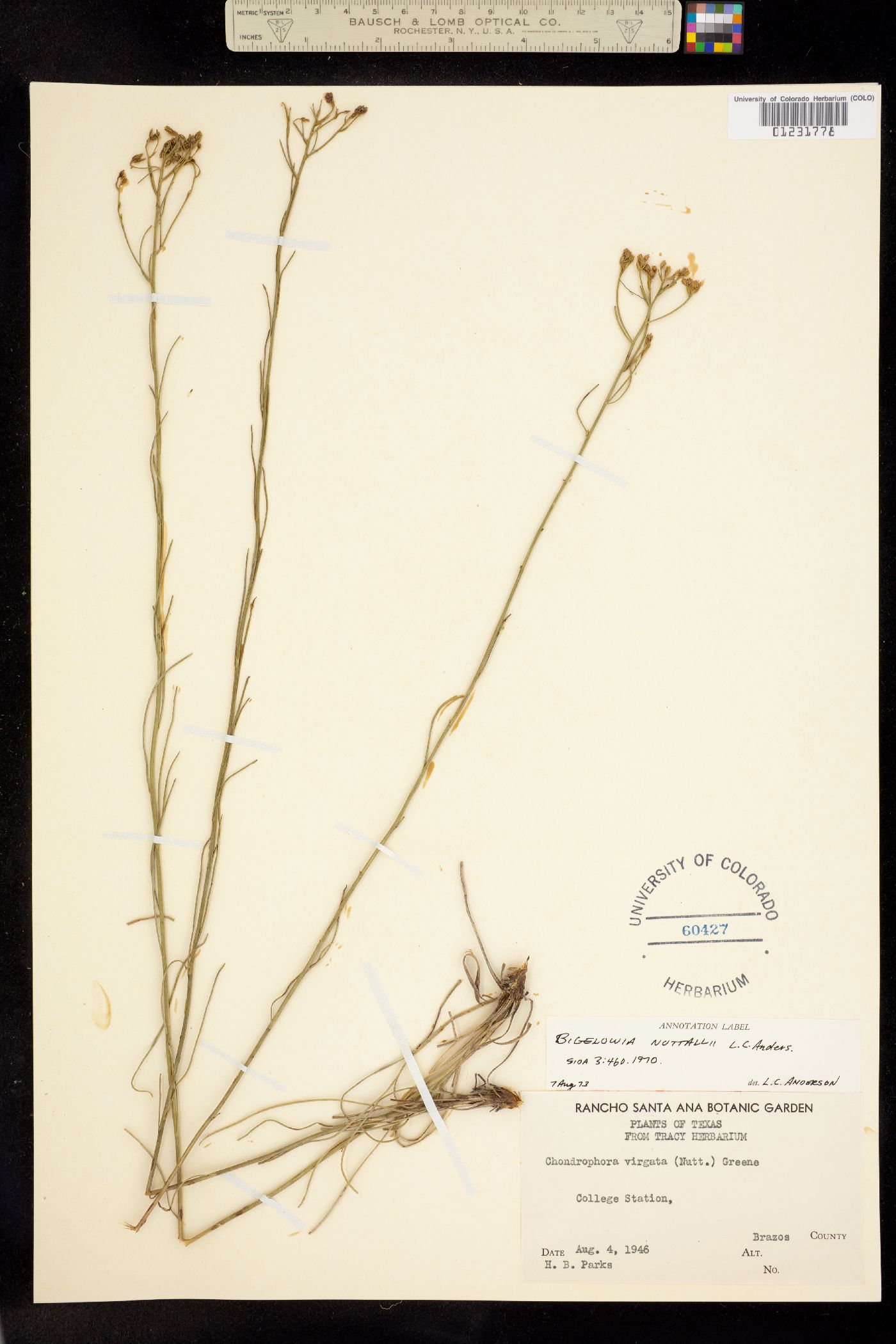 Bigelowia nuttallii image