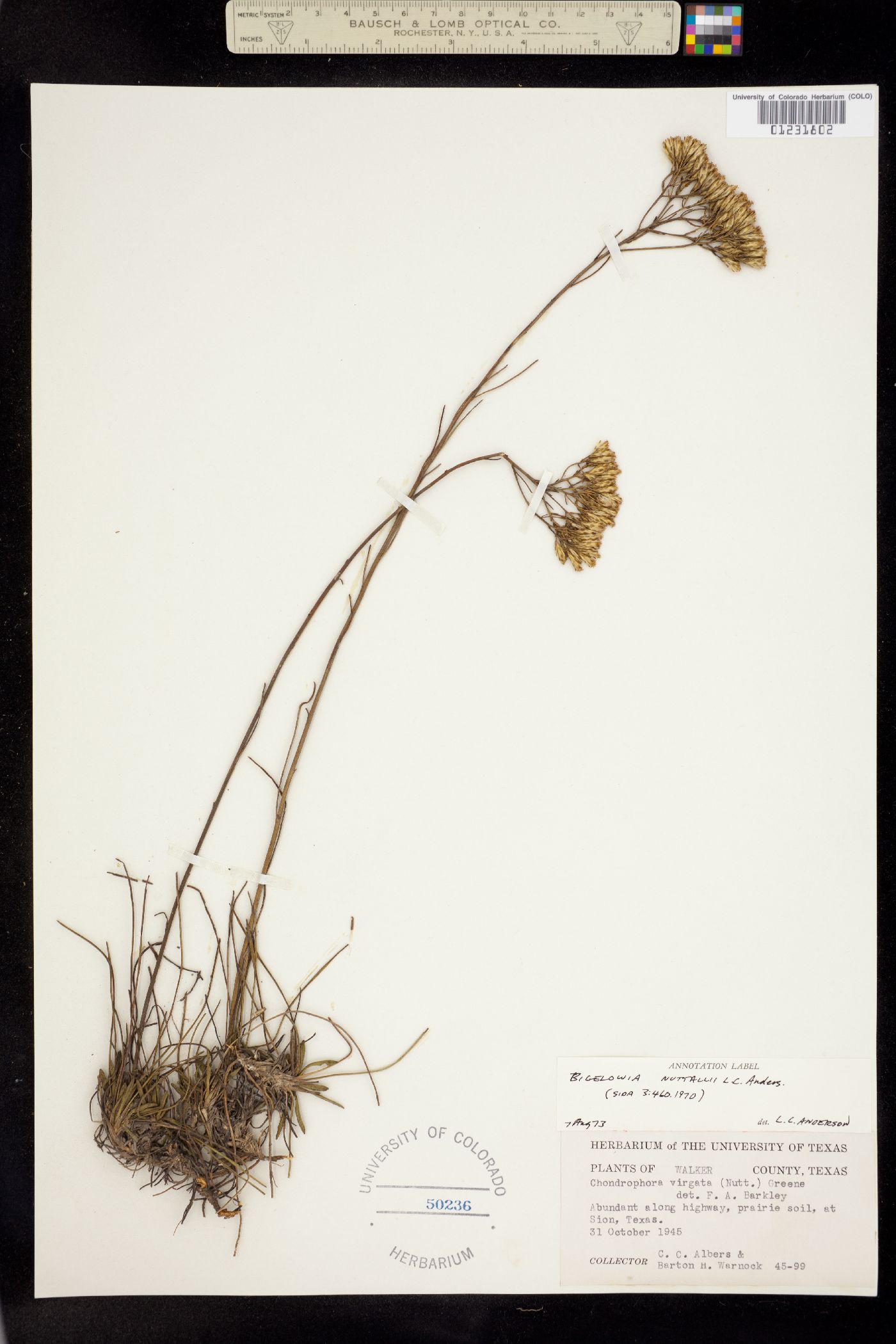 Bigelowia nuttallii image