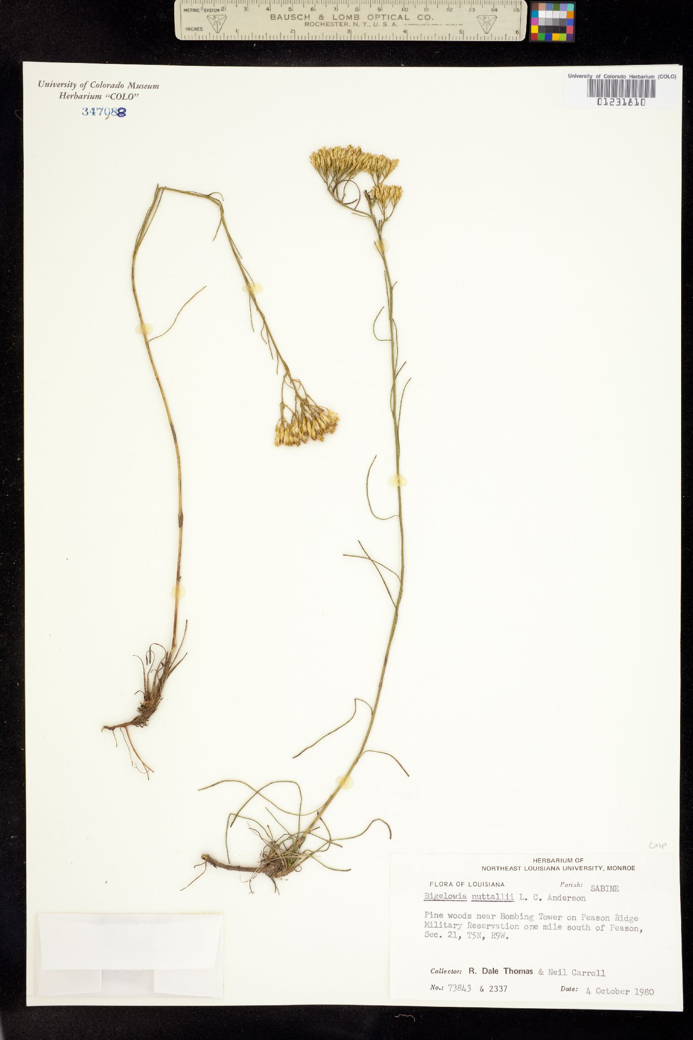 Bigelowia image