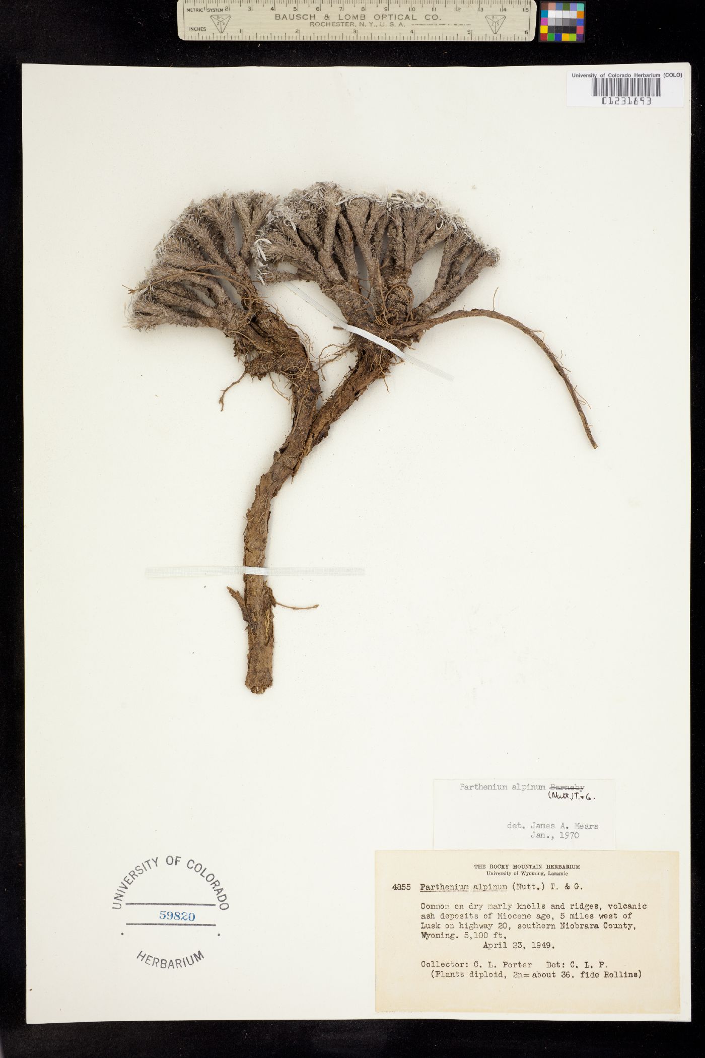 Bolophyta alpina image