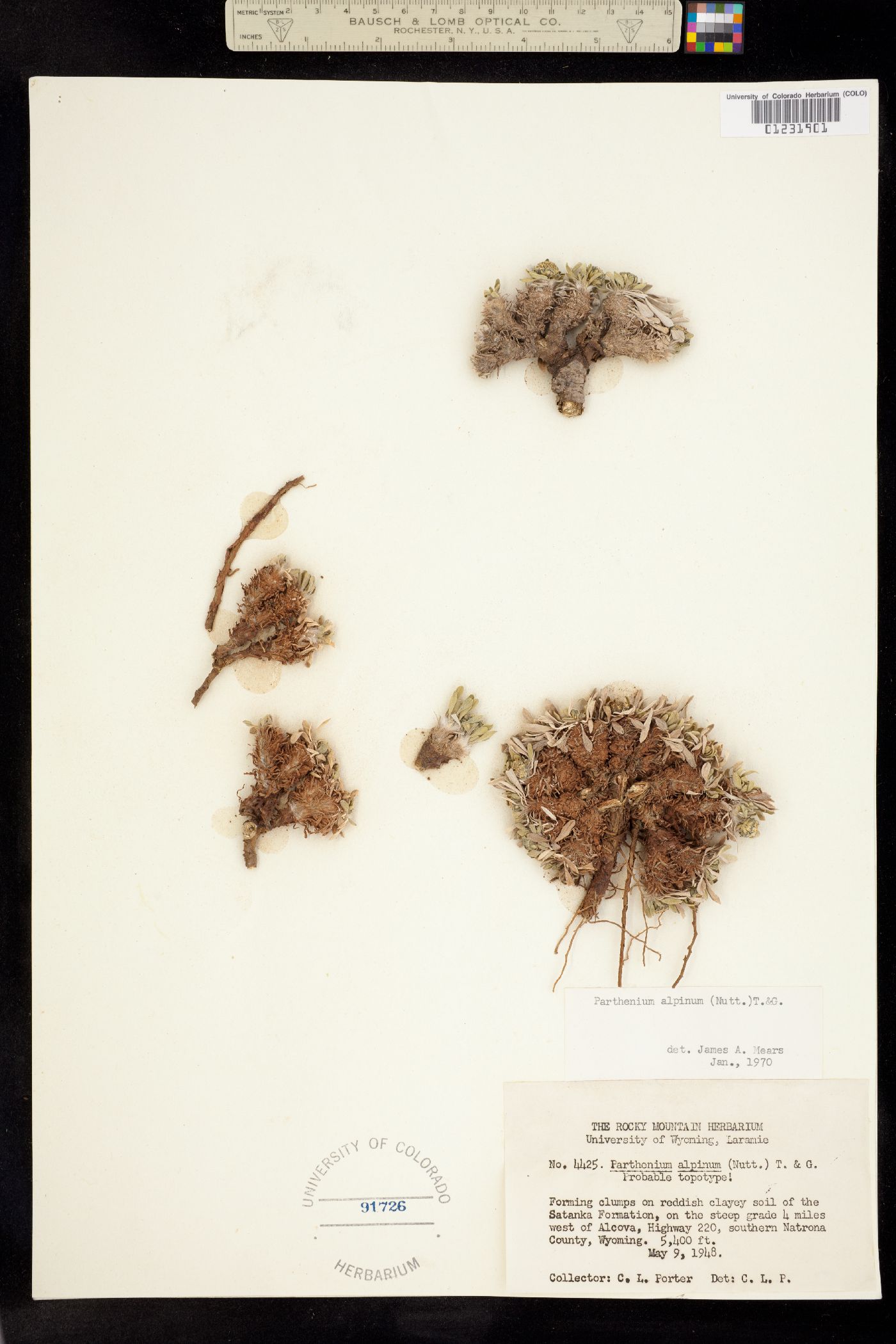 Parthenium alpinum image