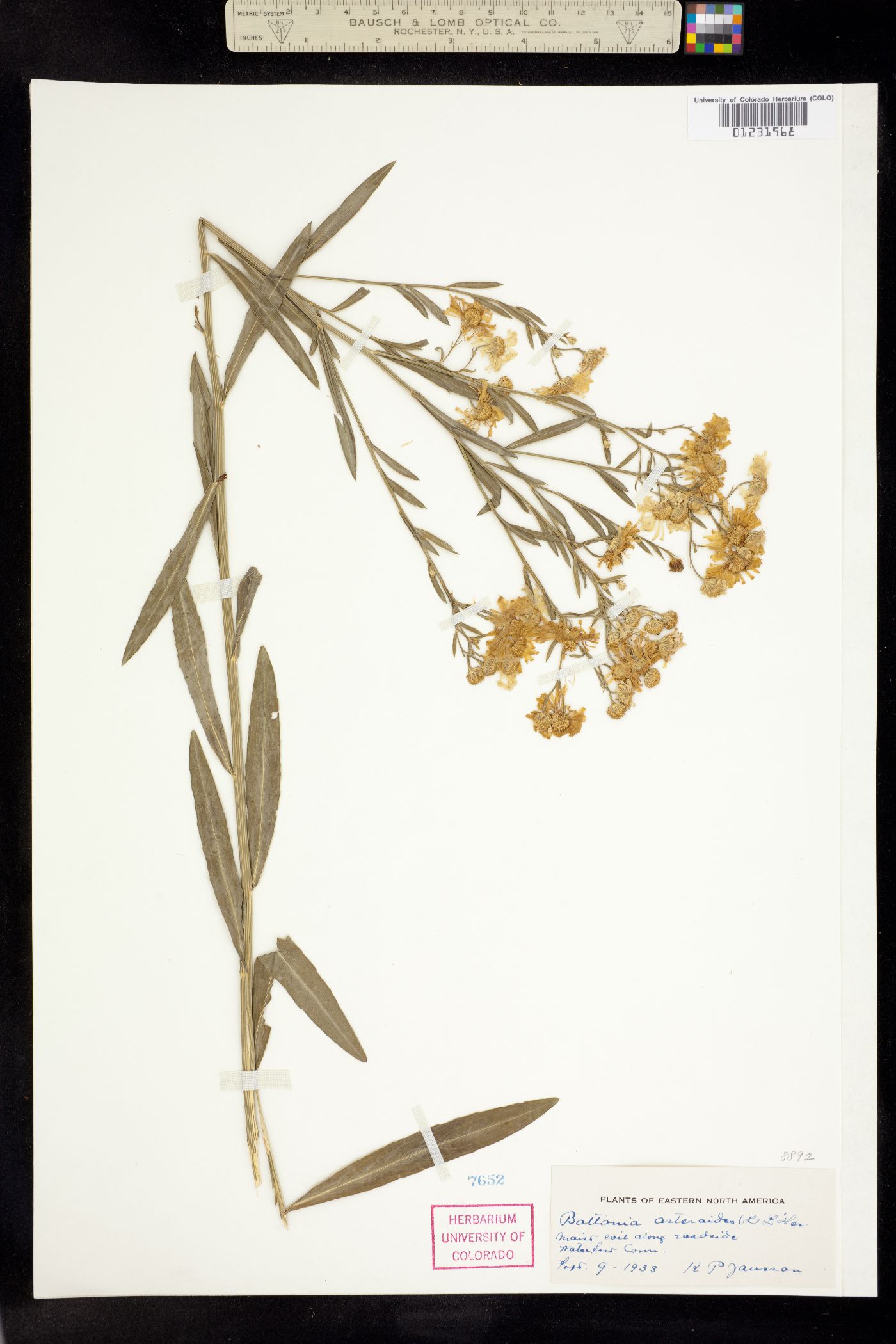 Boltonia asteroides image