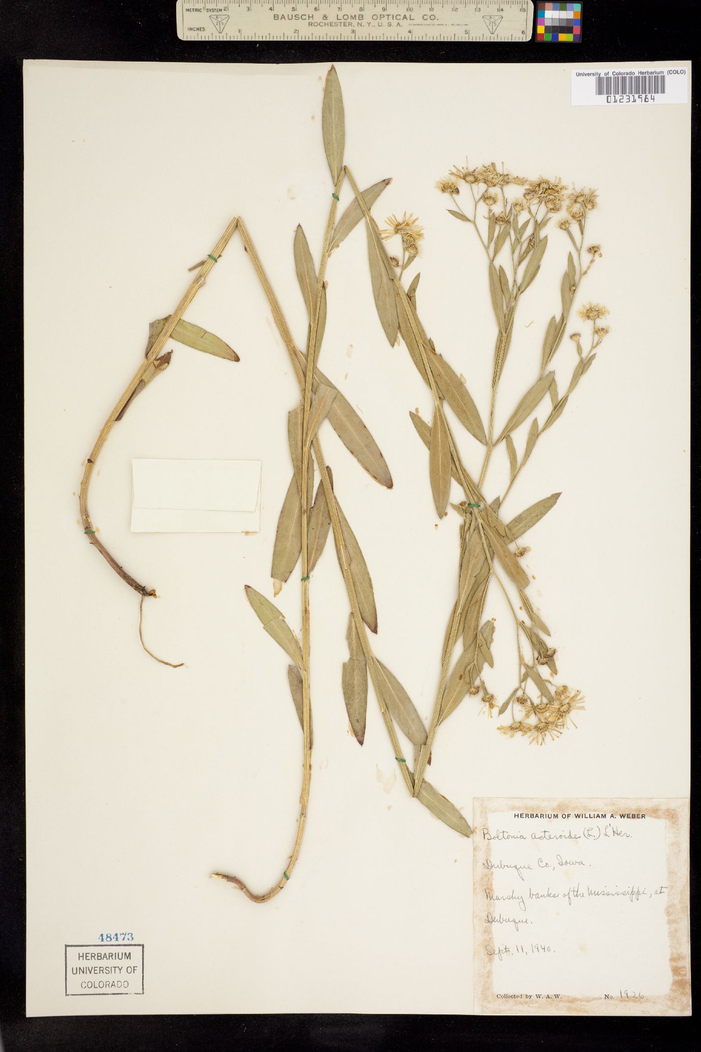 Boltonia asteroides image