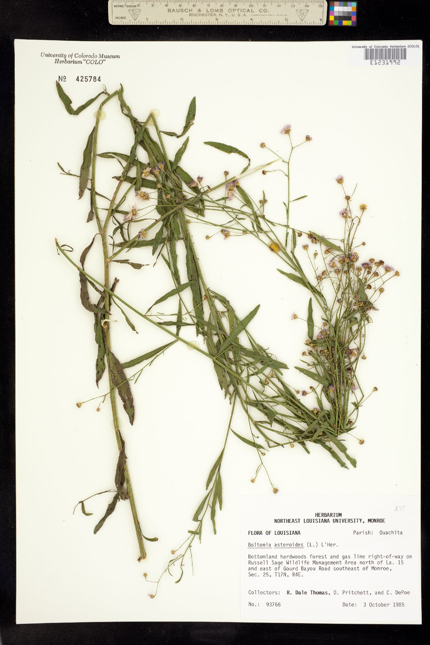 Boltonia asteroides image